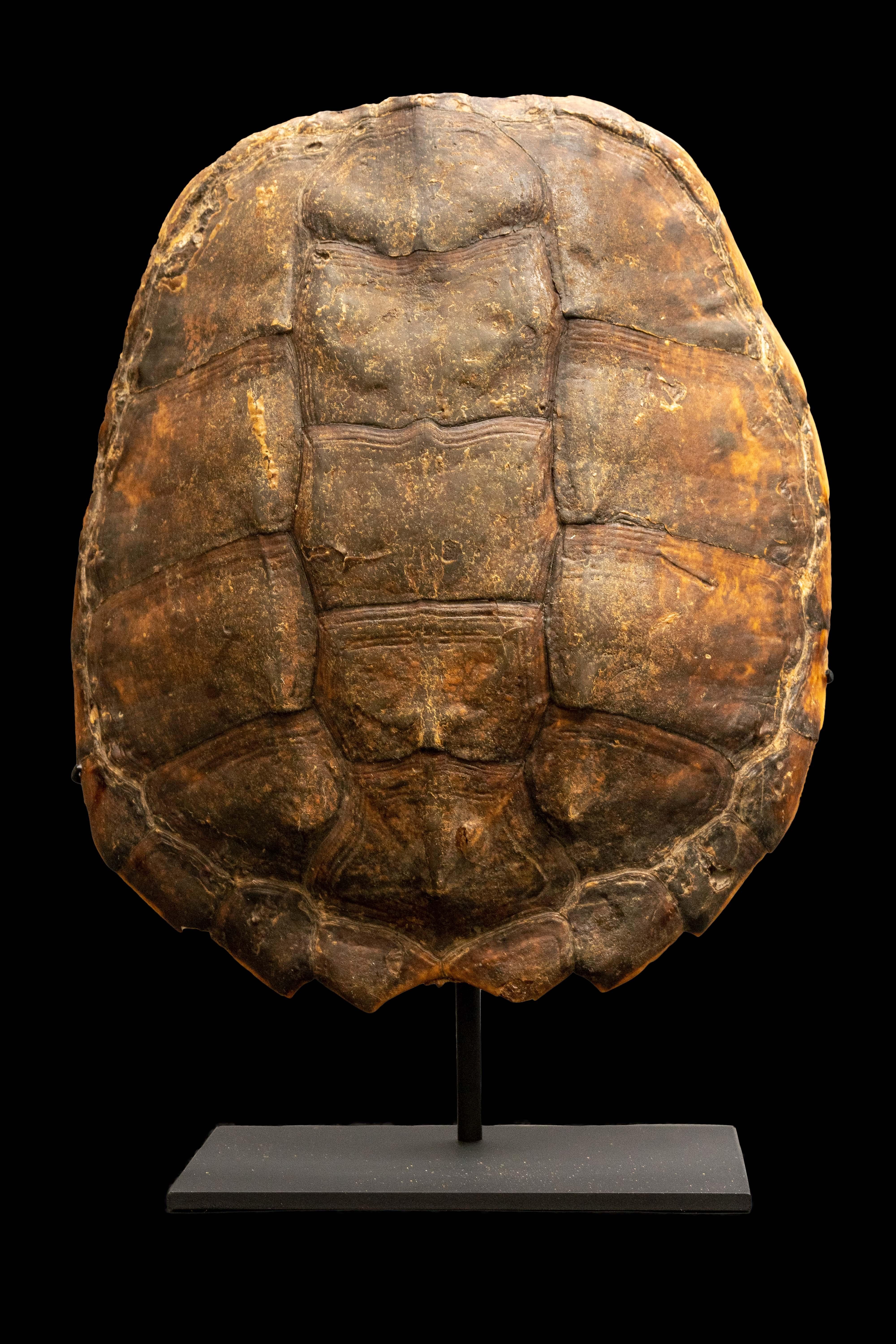 Mounted snapping turtle shell

Measures approximately: 6 x 12 x 16.5.