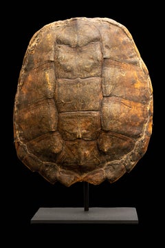 Mounted Snapping Turtle Shell
