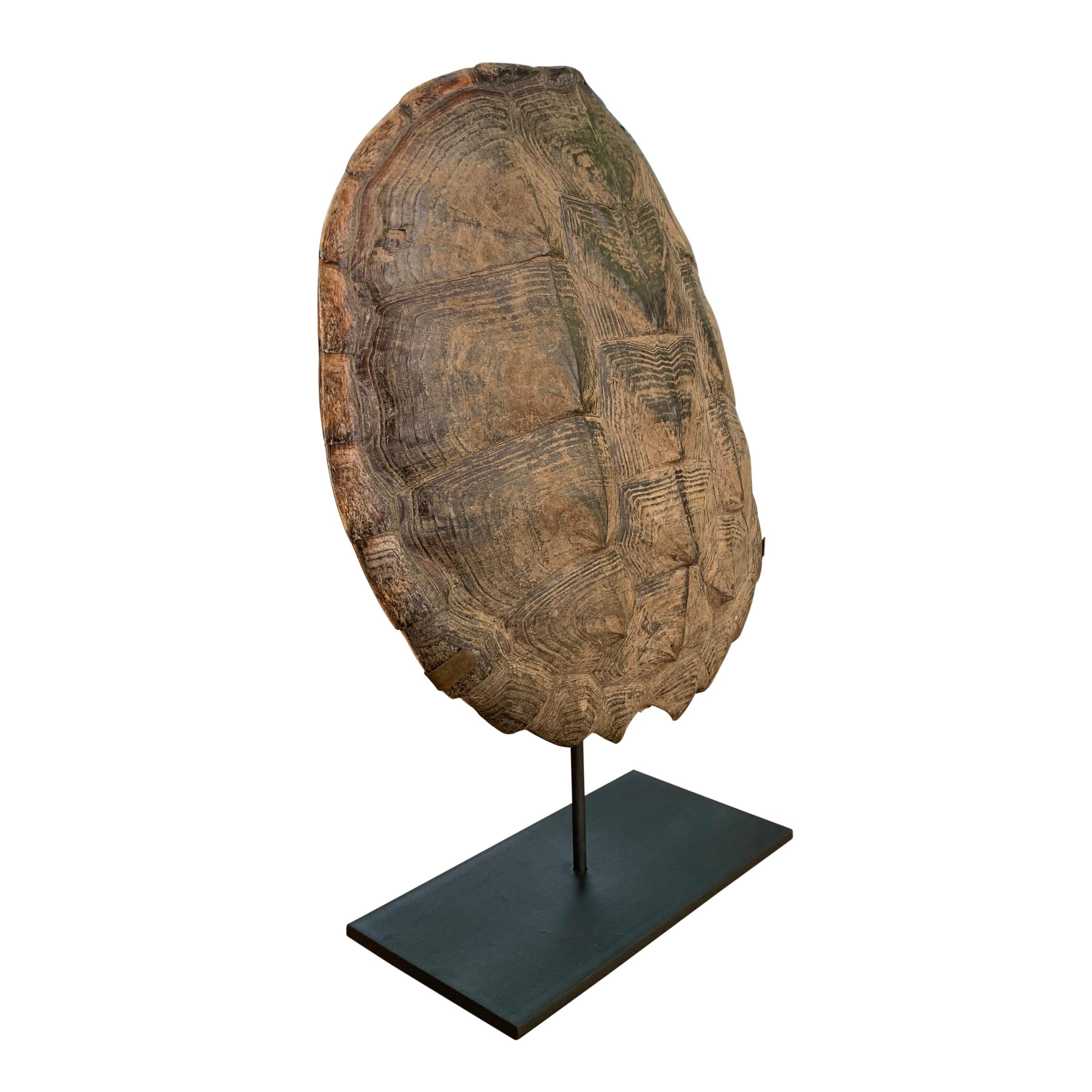 A beautiful American snapping turtle shell with a wonderful pattern and patina mounted on a custom steel stand.
