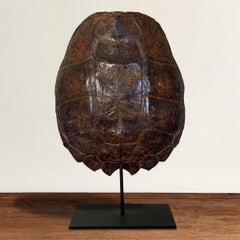Mounted Snapping Turtle Shell
