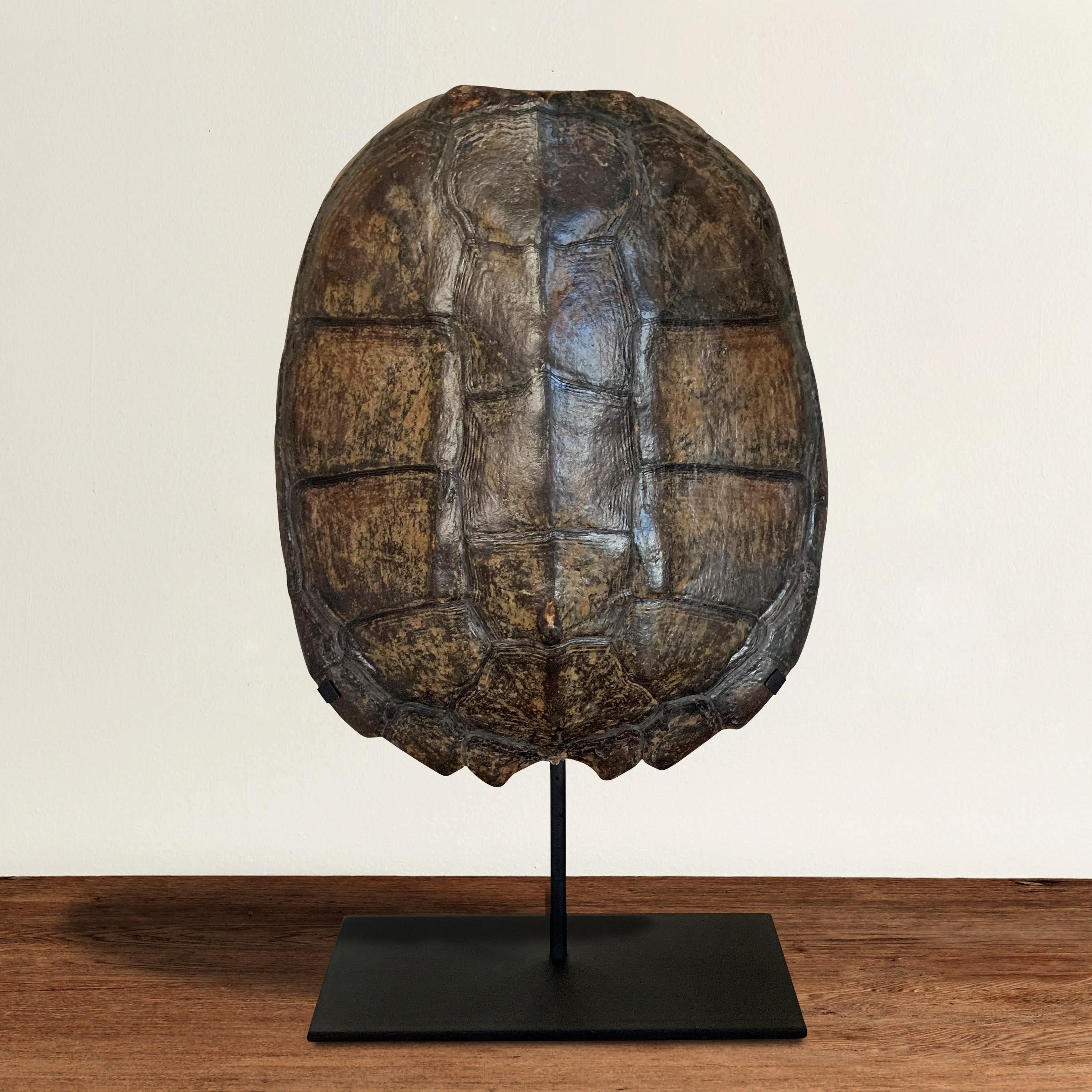 A beautiful American snapping turtle shell with a wonderful pattern and patina mounted on a custom steel stand.