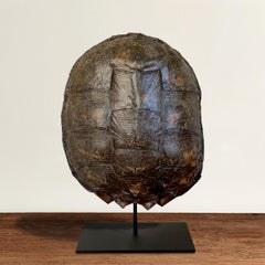 Mounted Snapping Turtle Shell