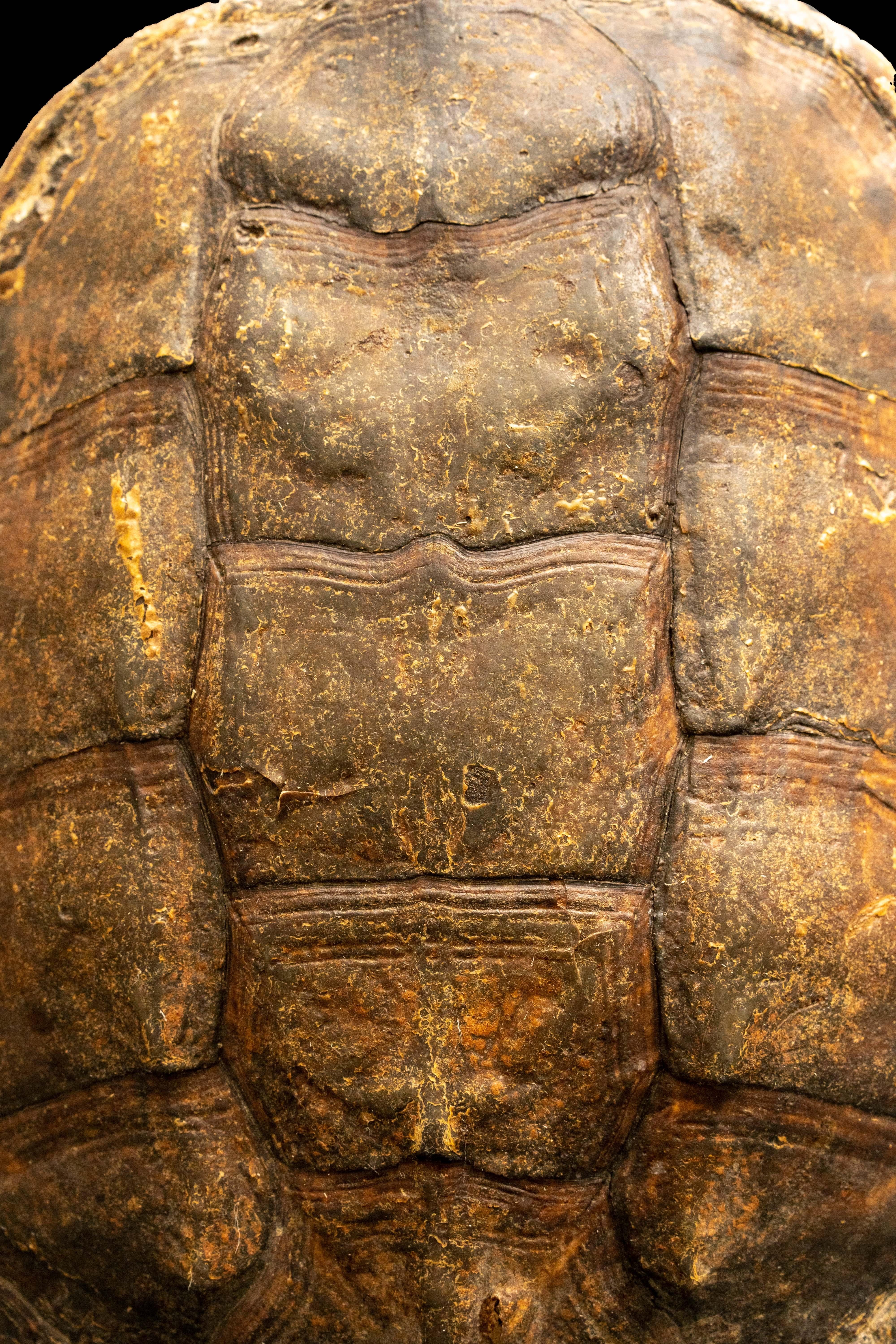 snapping turtle shell mount