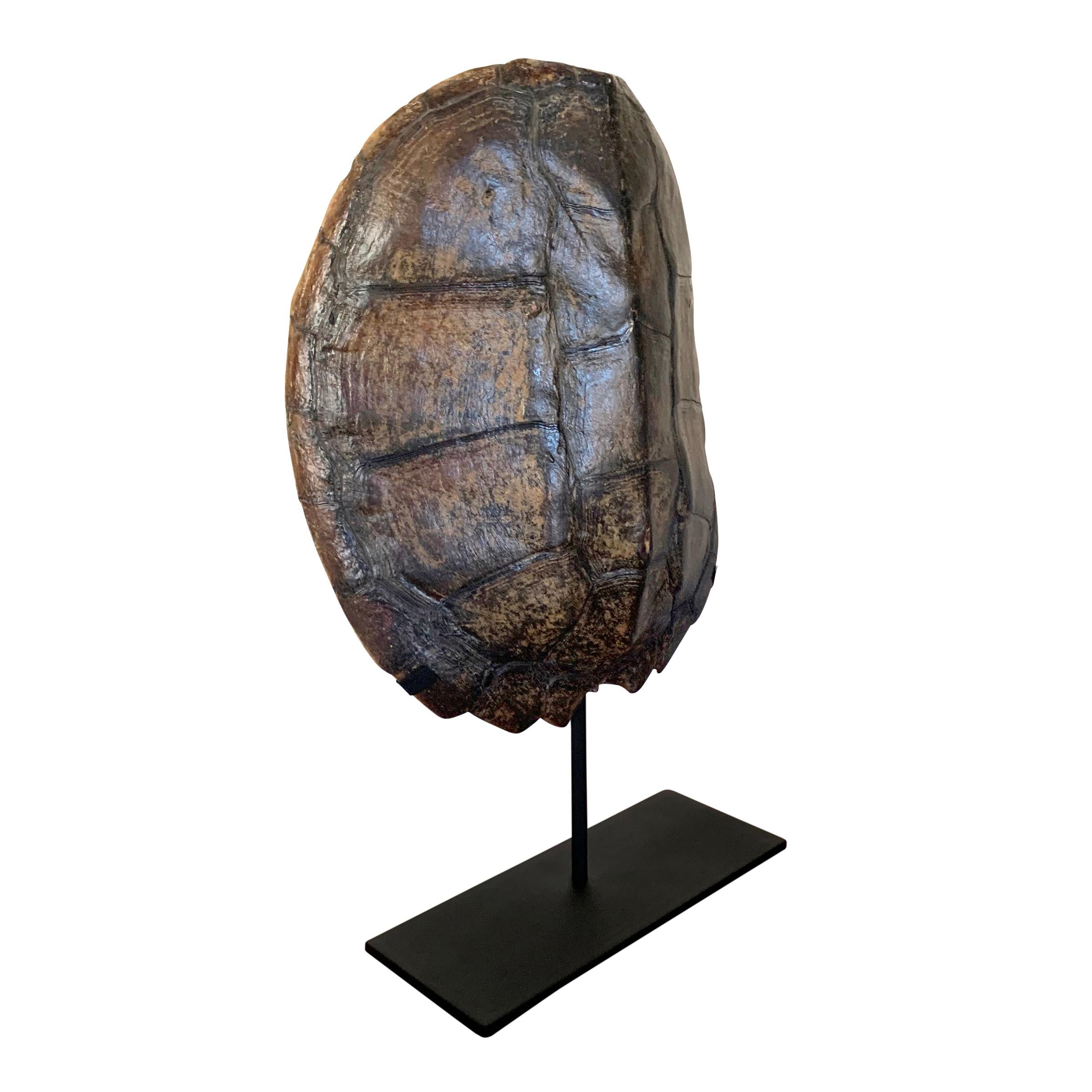 snapping turtle shell mount