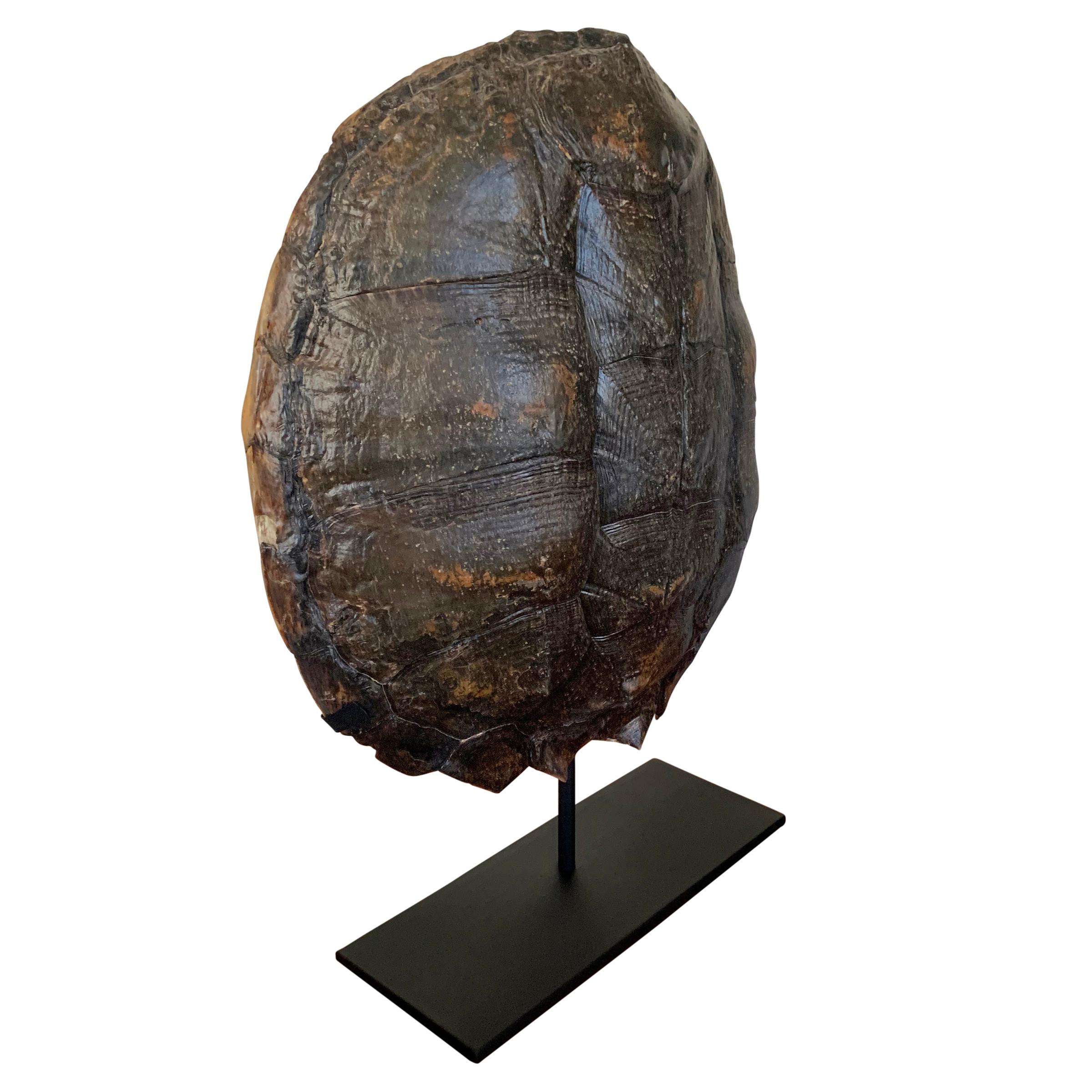 snapping turtle shell mount