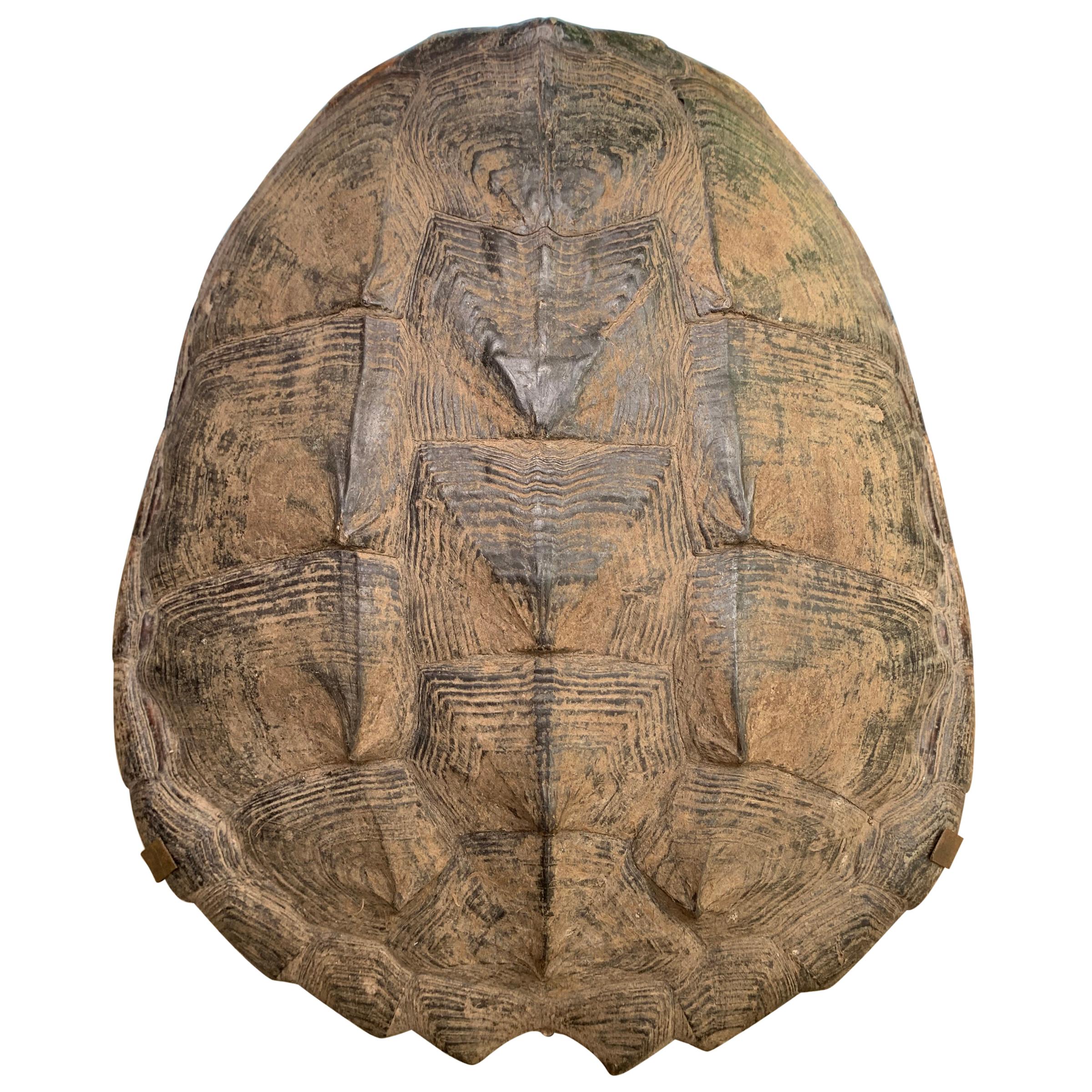 American Mounted Snapping Turtle Shell