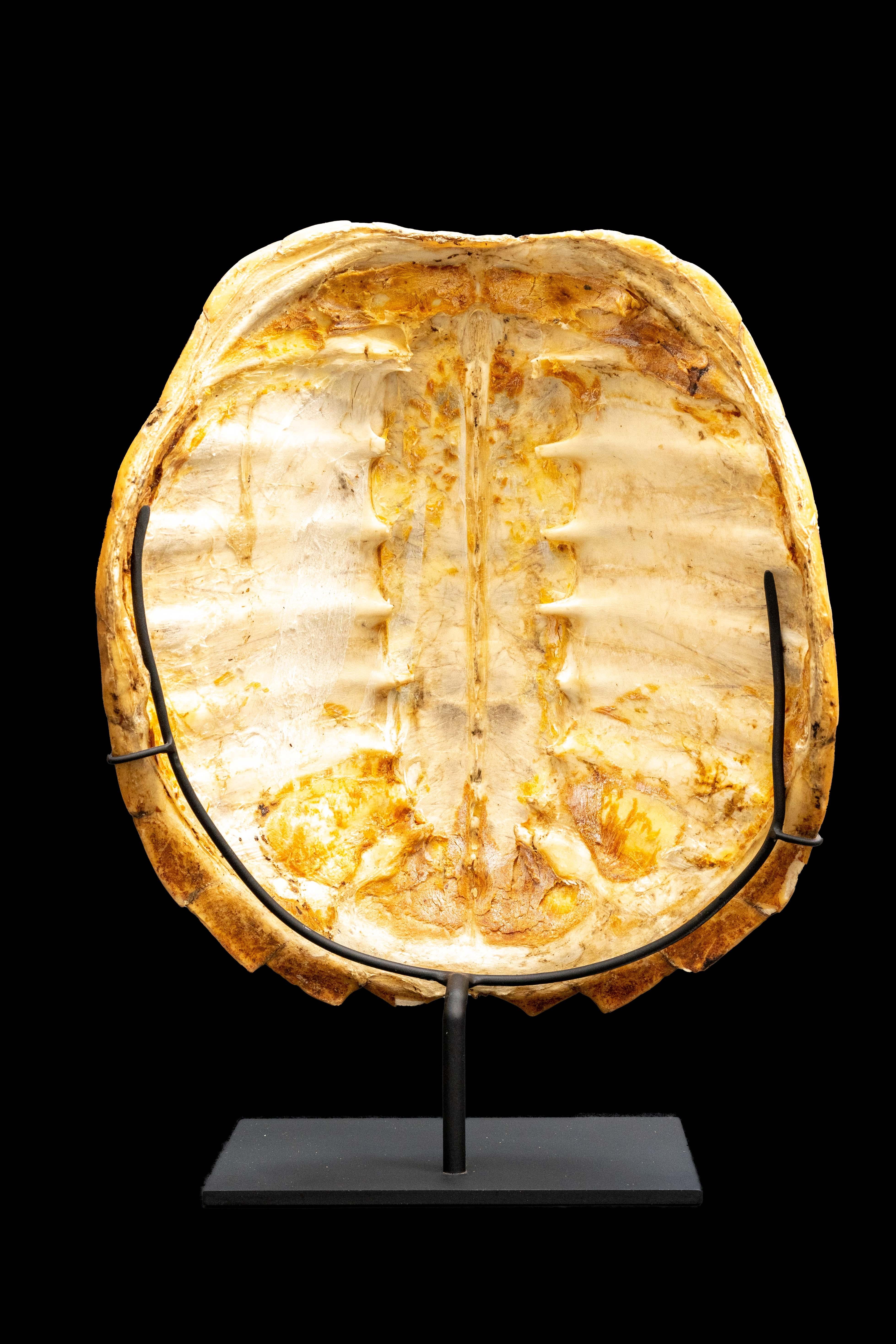 taxidermy turtle shell