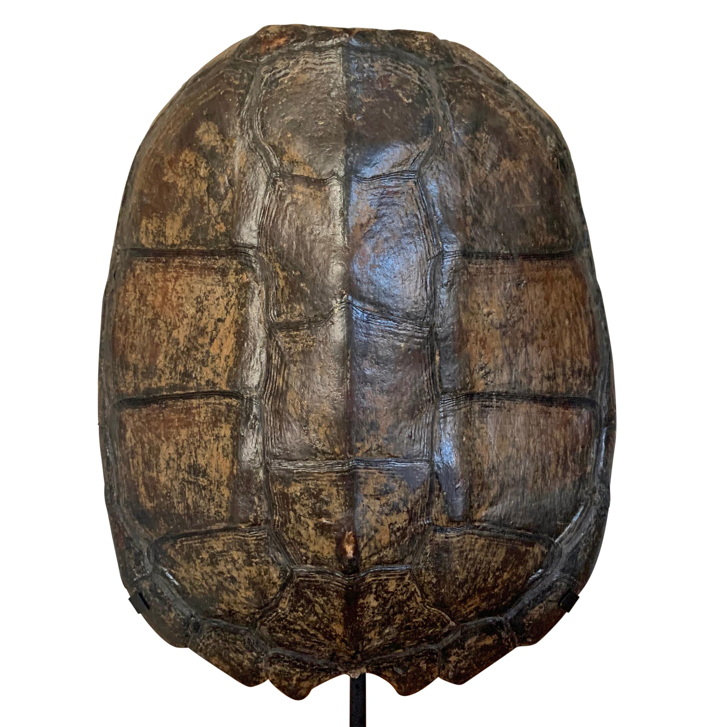 American Mounted Snapping Turtle Shell