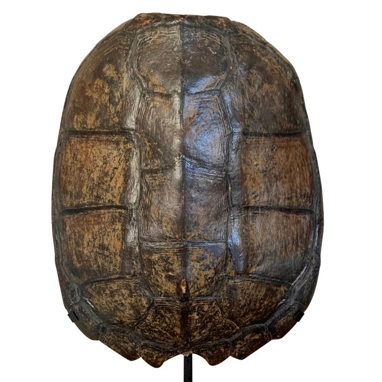 Mounted Snapping Turtle Shell at 1stDibs