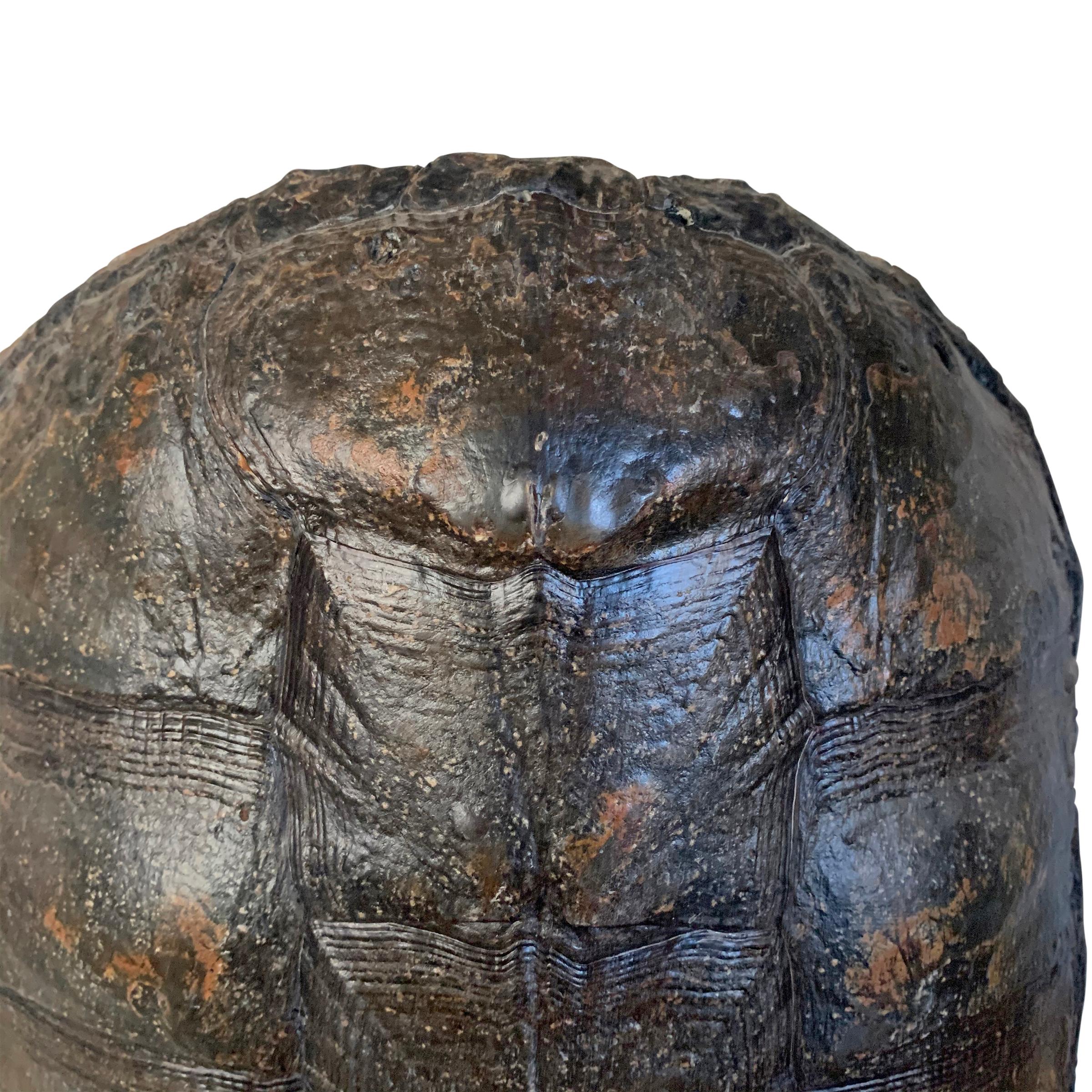 snapping turtle shell pattern