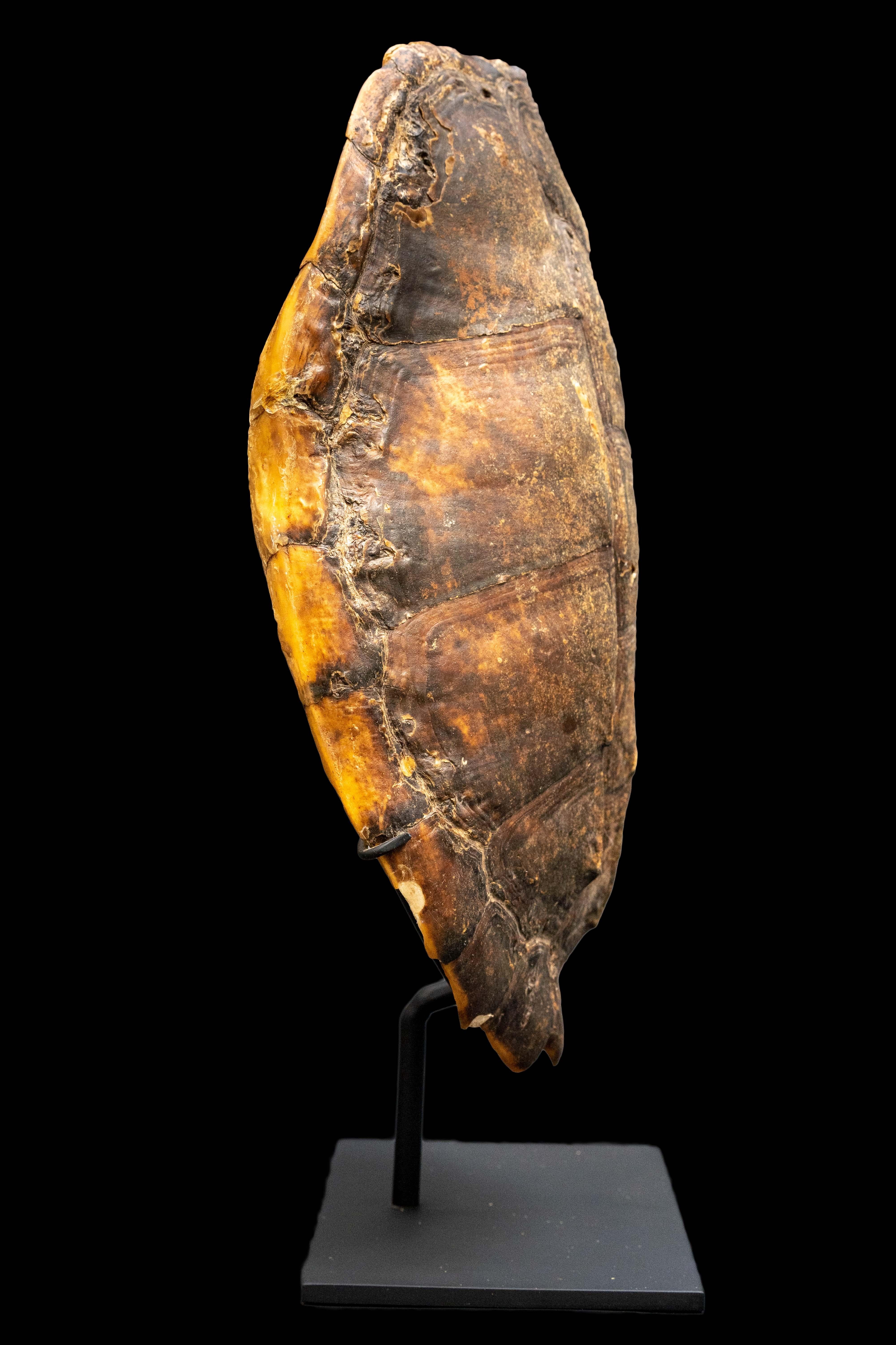 North American Mounted Snapping Turtle Shell