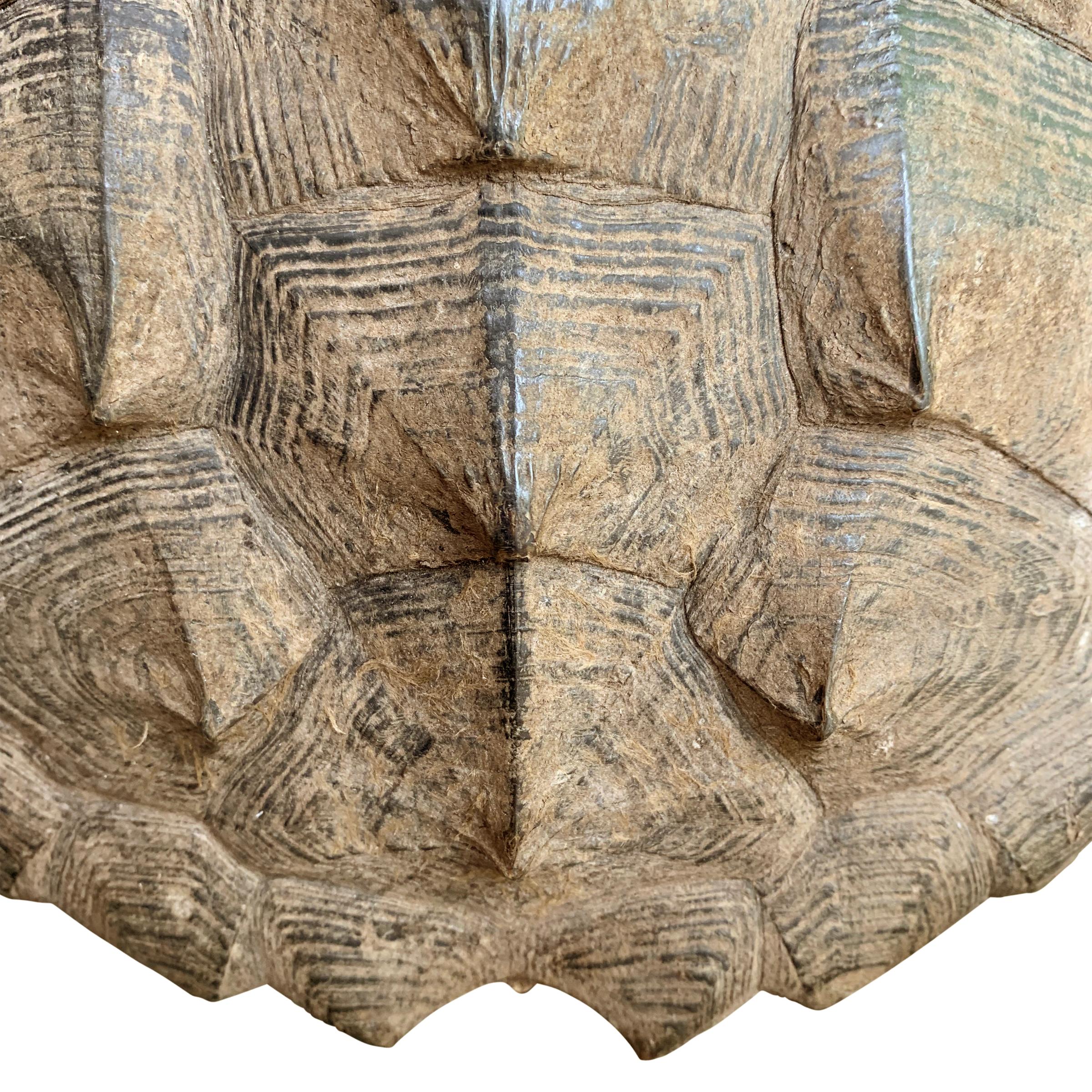 20th Century Mounted Snapping Turtle Shell