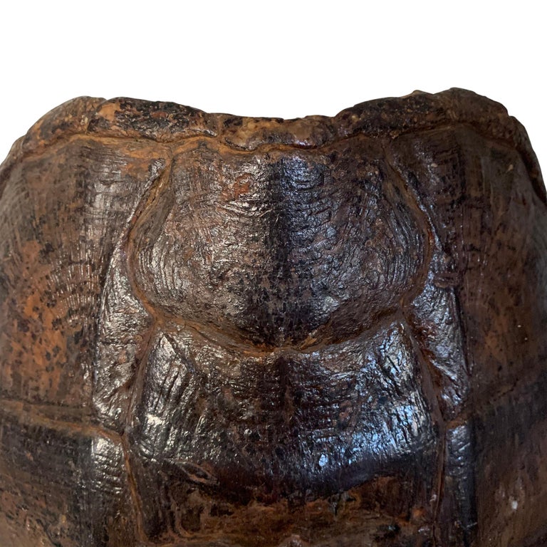Mounted Snapping Turtle Shell at 1stDibs