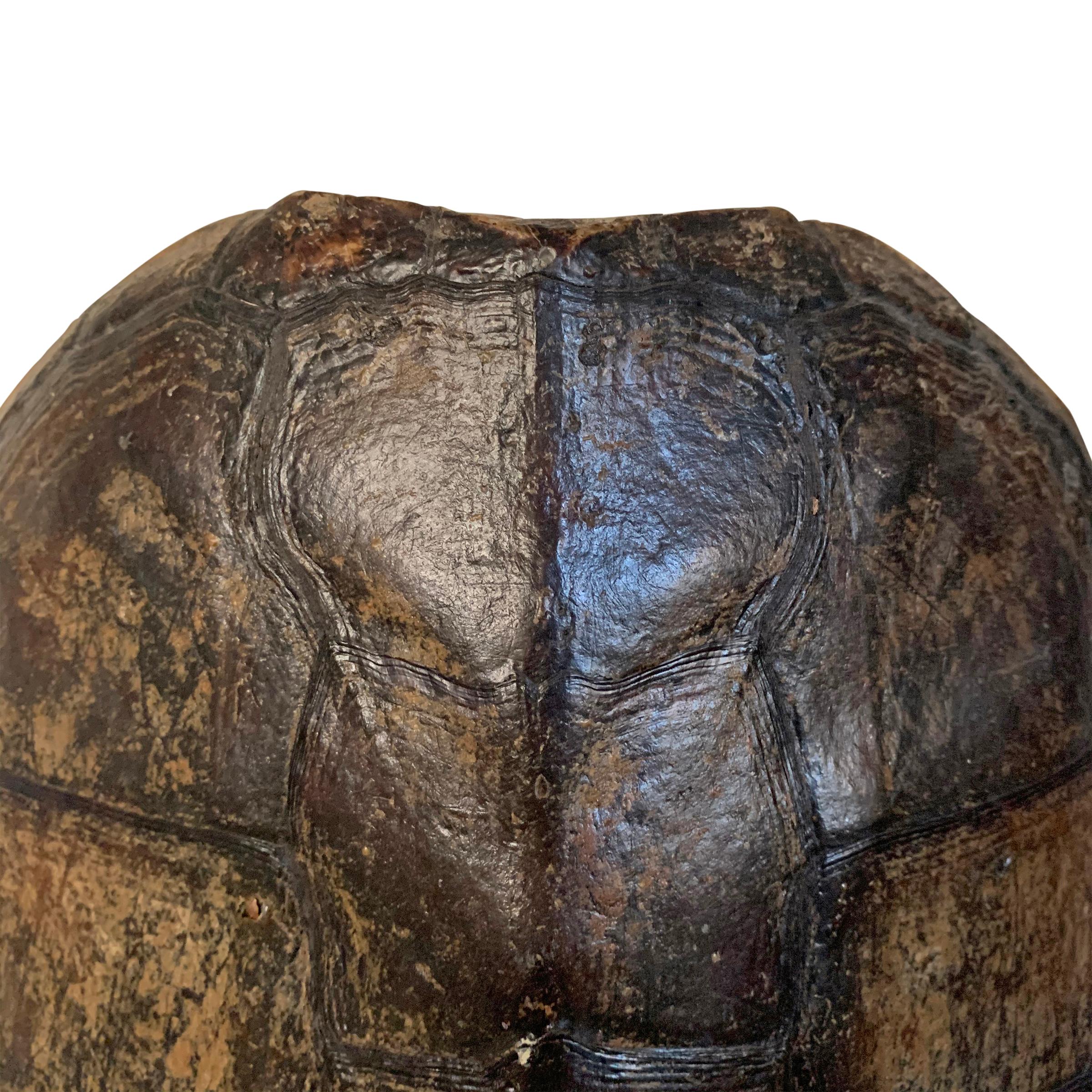Mounted Snapping Turtle Shell In Good Condition In Chicago, IL