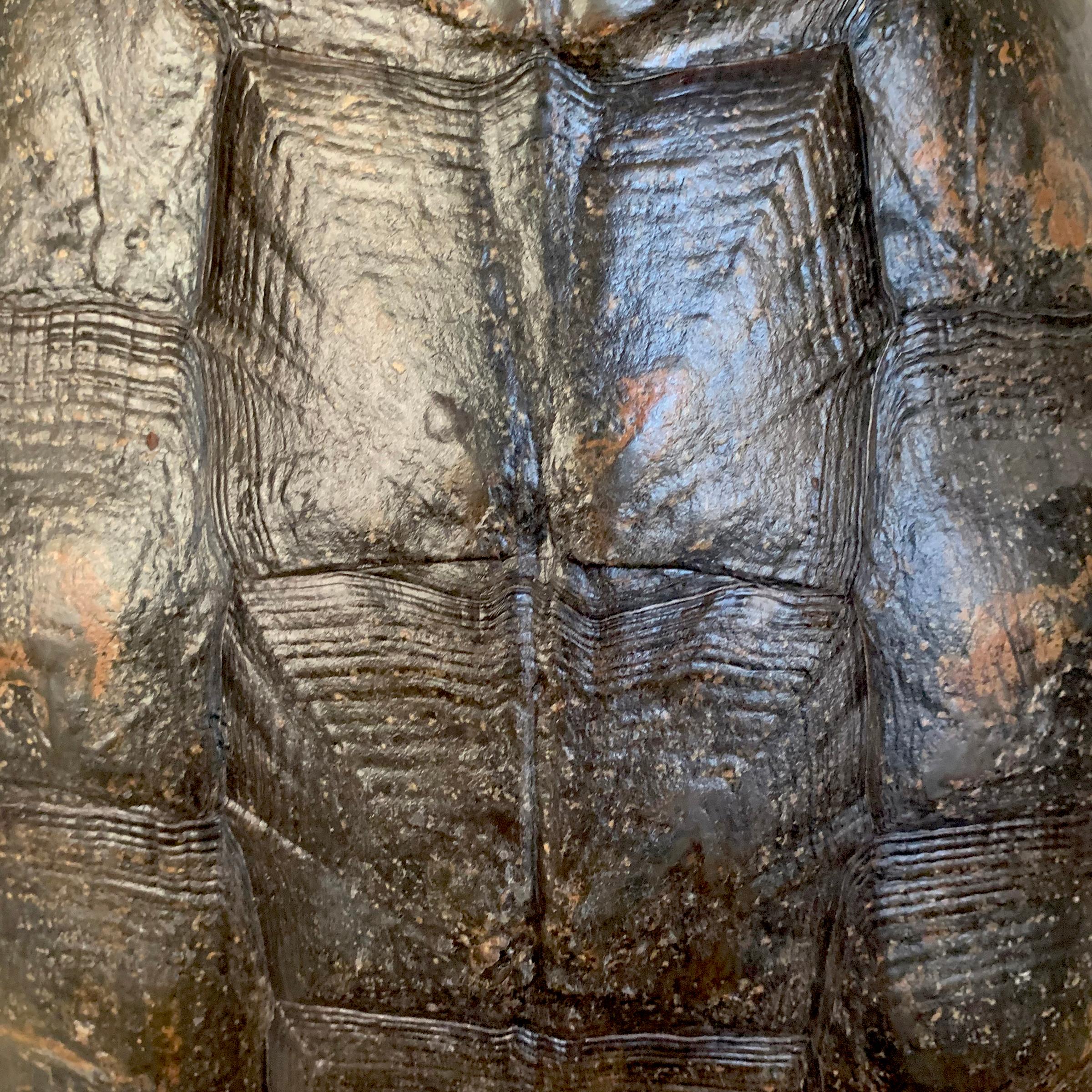 Rustic Mounted Snapping Turtle Shell