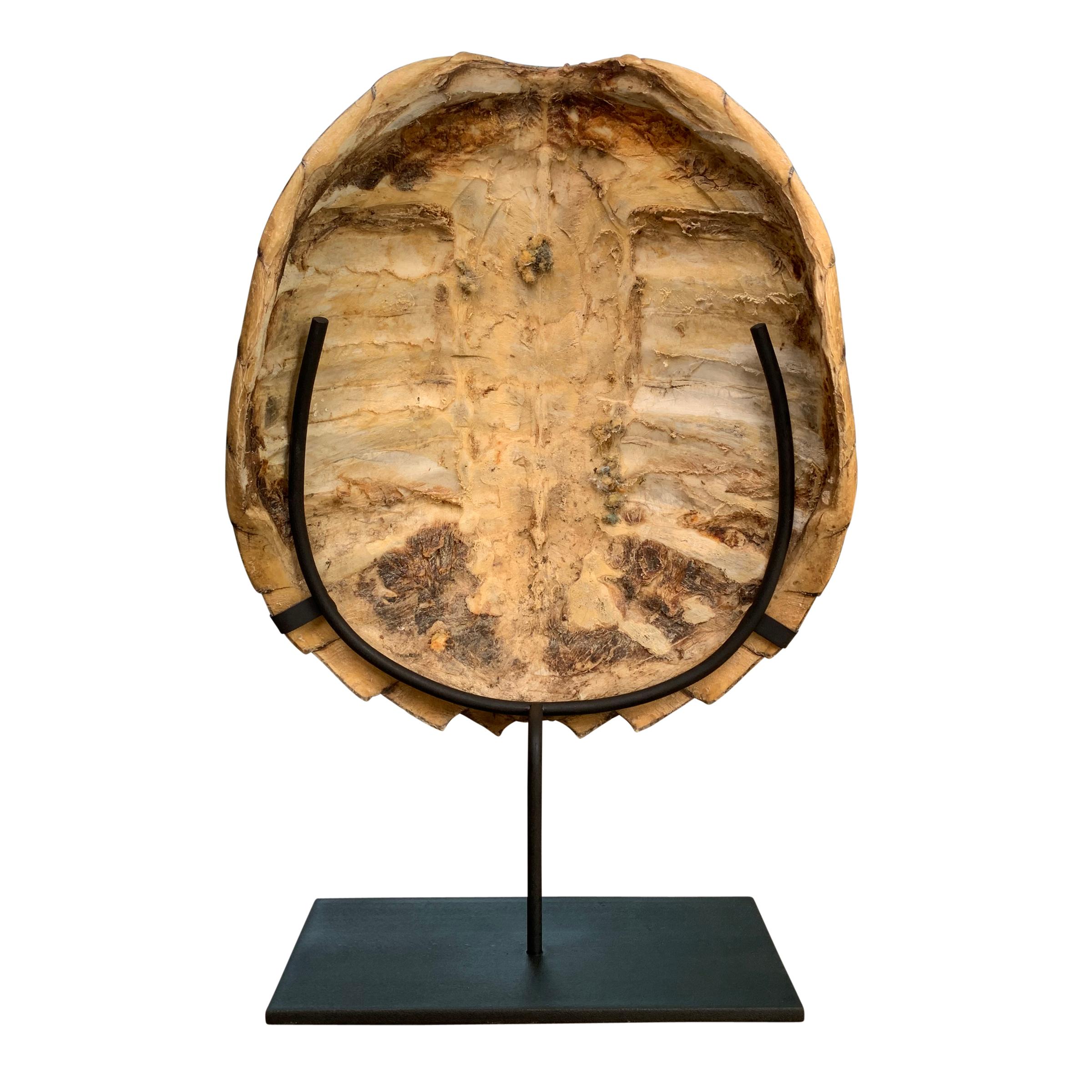 Bone Mounted Snapping Turtle Shell