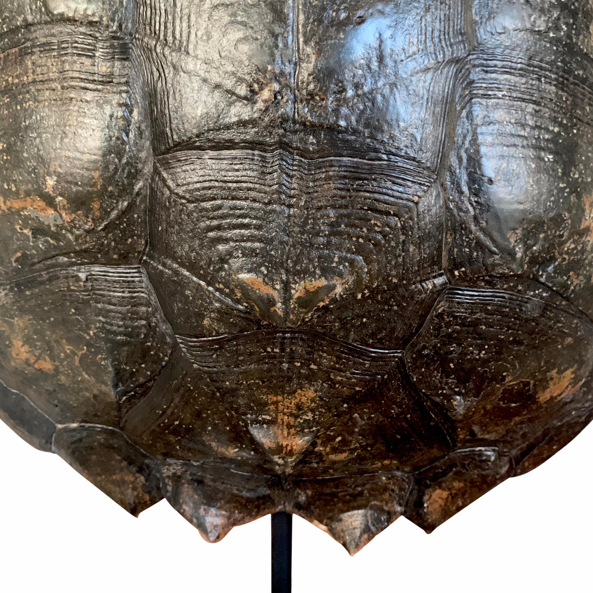 American Mounted Snapping Turtle Shell