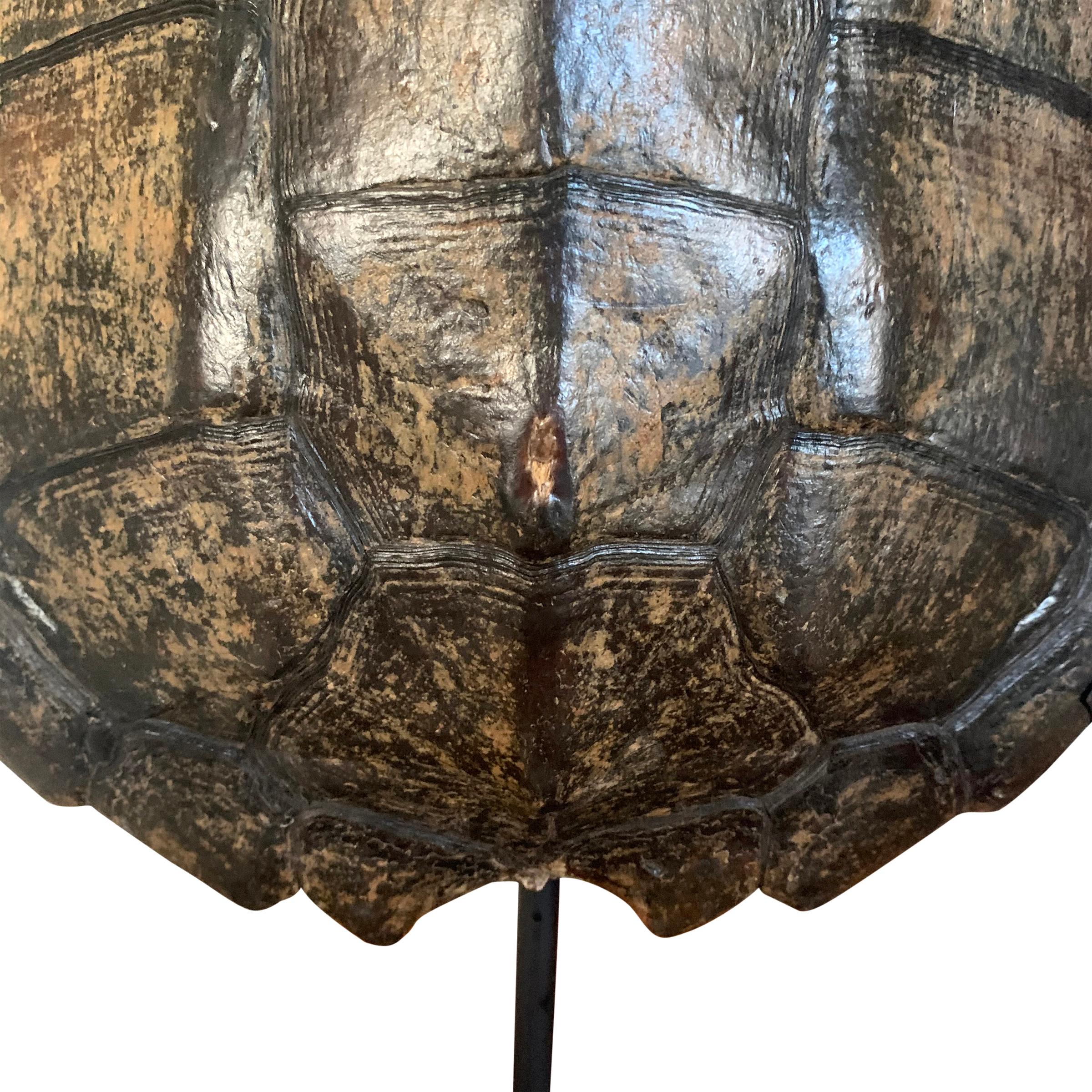Bone Mounted Snapping Turtle Shell