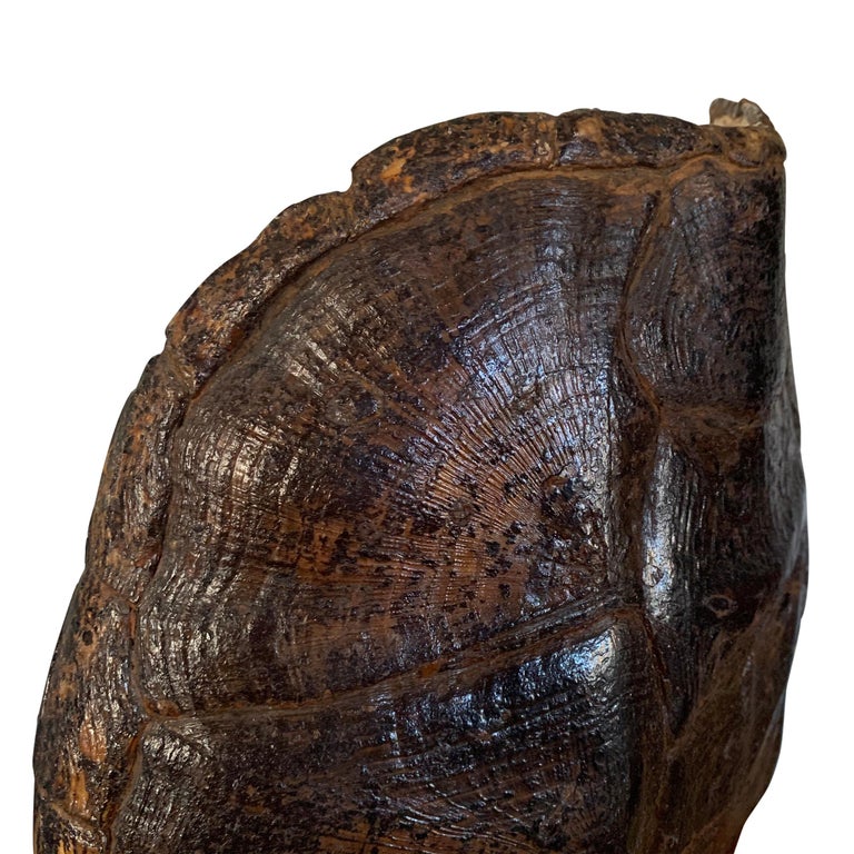 Mounted Snapping Turtle Shell at 1stDibs
