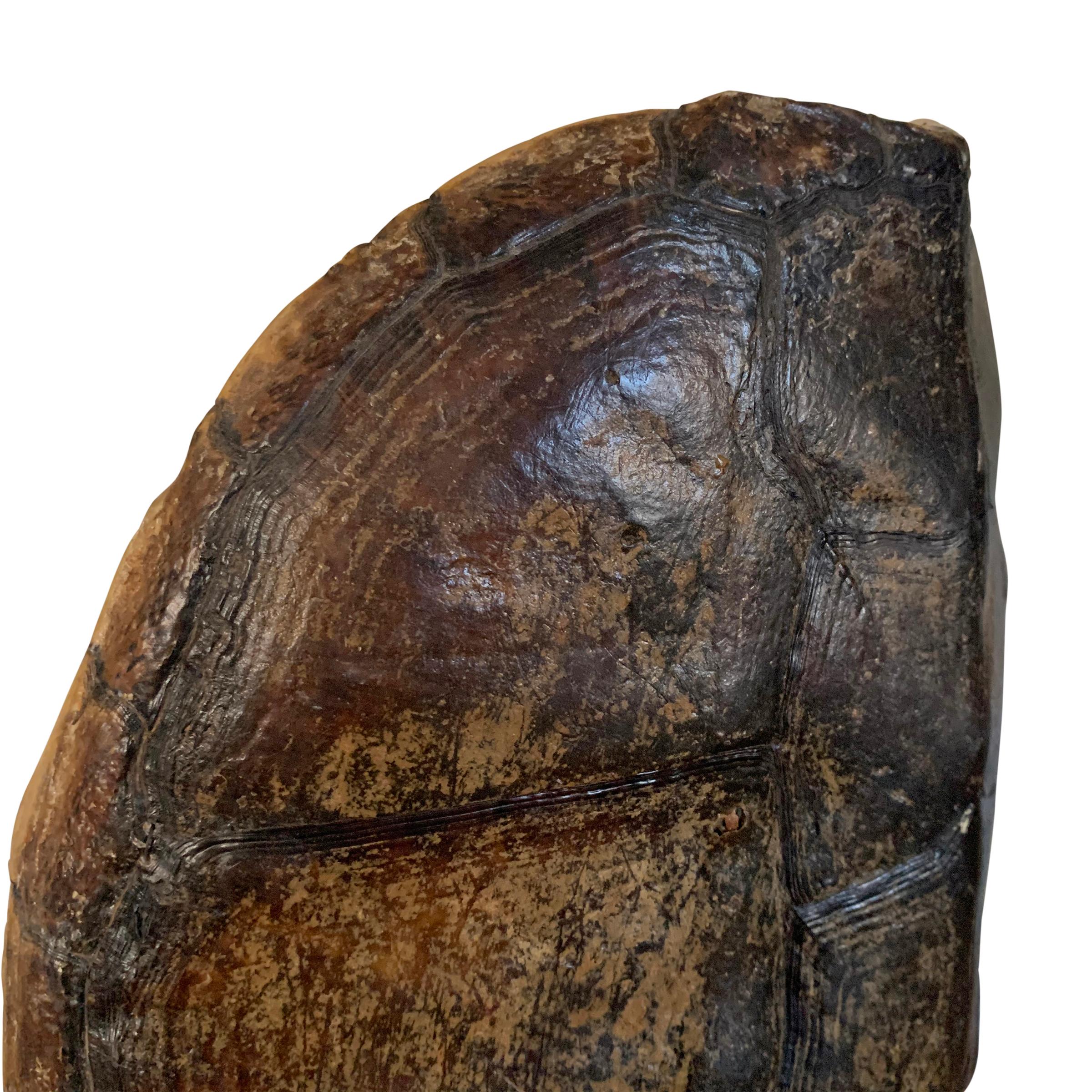 Mounted Snapping Turtle Shell 1
