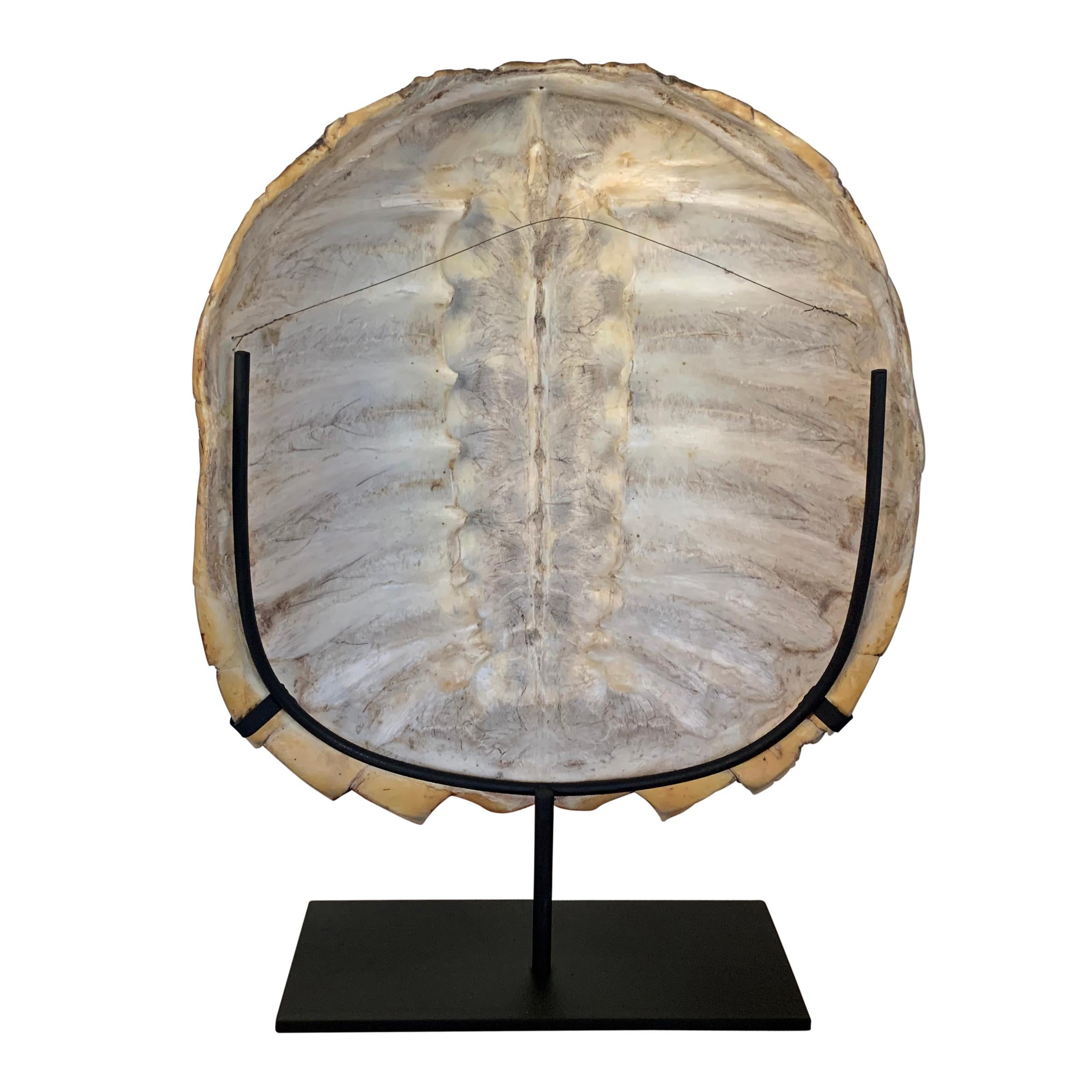 20th Century Mounted Snapping Turtle Shell