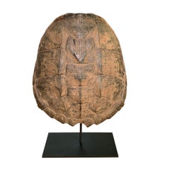 Mounted Snapping Turtle Shell