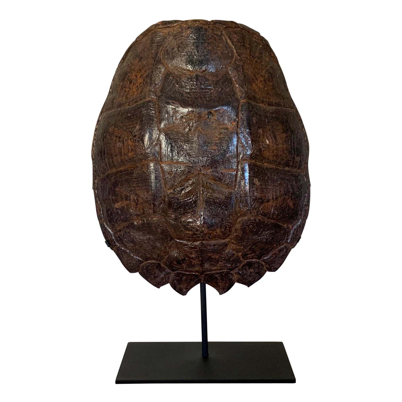 Mounted Snapping Turtle Shell at 1stDibs | how to mount a turtle shell ...