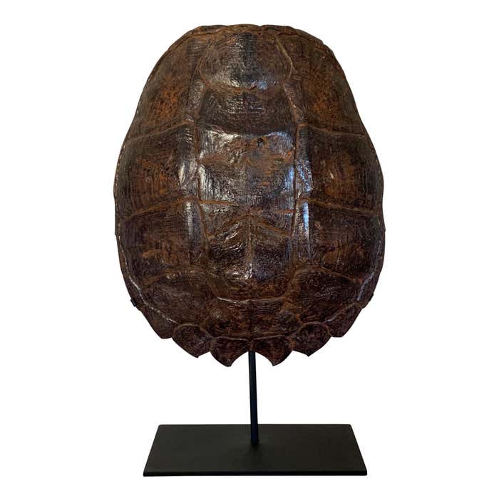 Mounted Snapping Turtle Shell at 1stDibs | how to mount a turtle shell ...