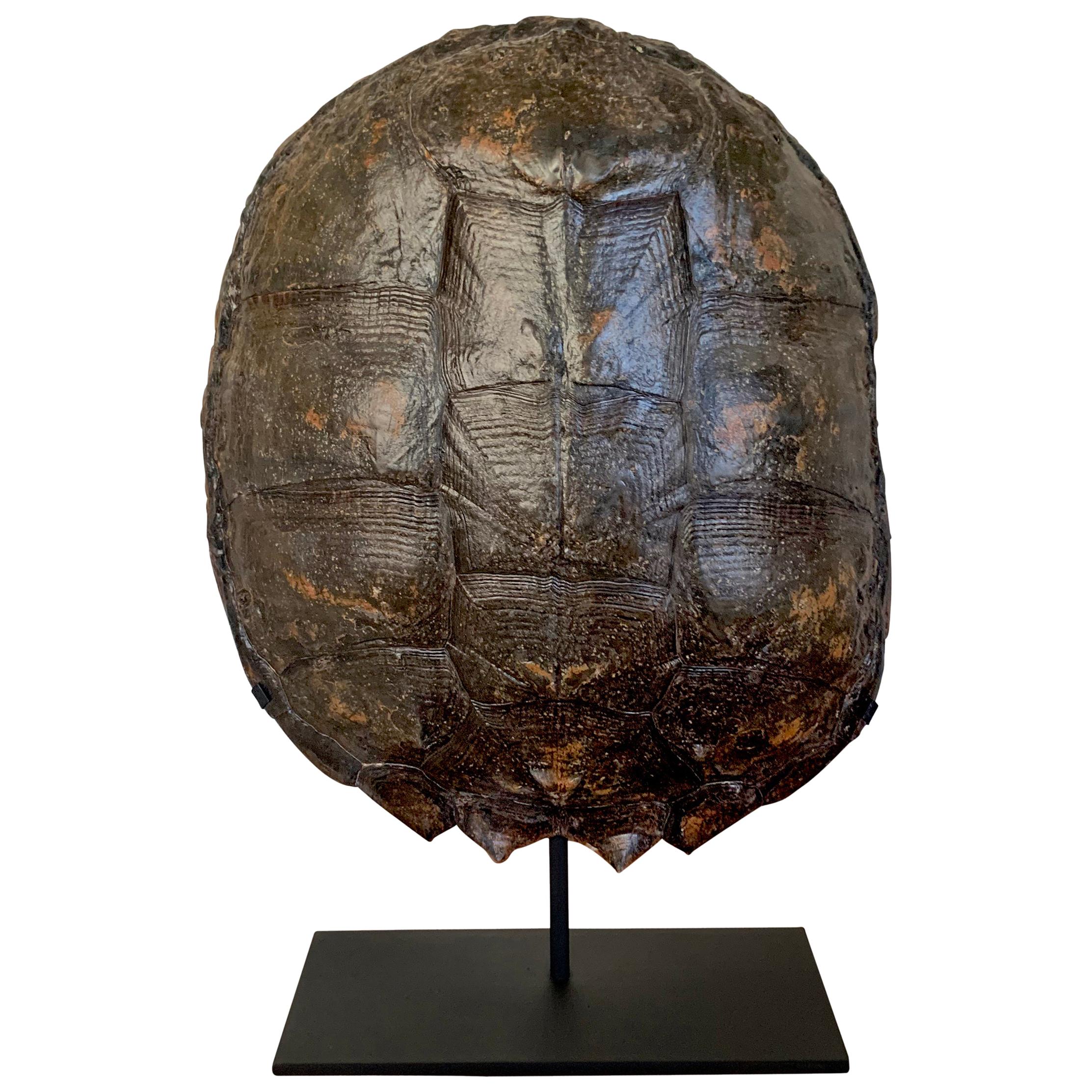 Mounted Snapping Turtle Shell