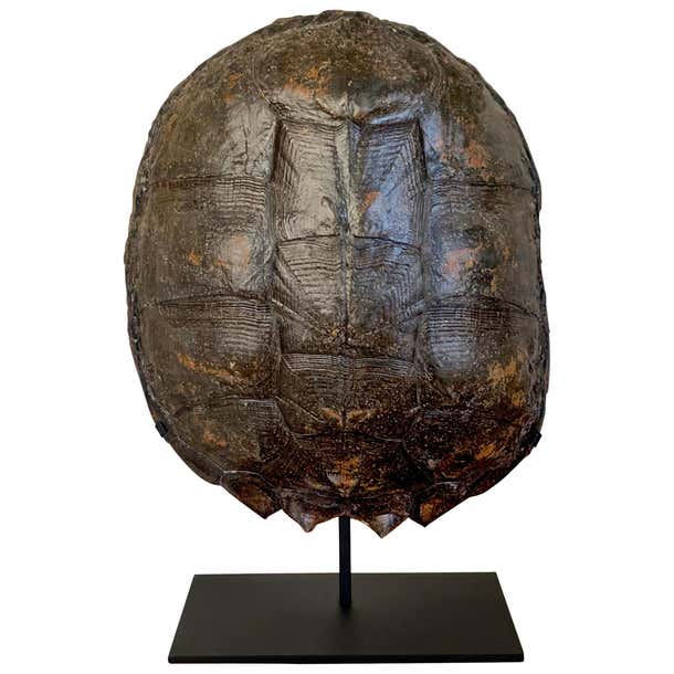 Mounted Snapping Turtle Shell at 1stDibs | snapping turtle shell ...