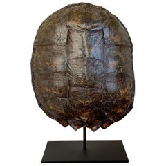 Mounted Snapping Turtle Shell