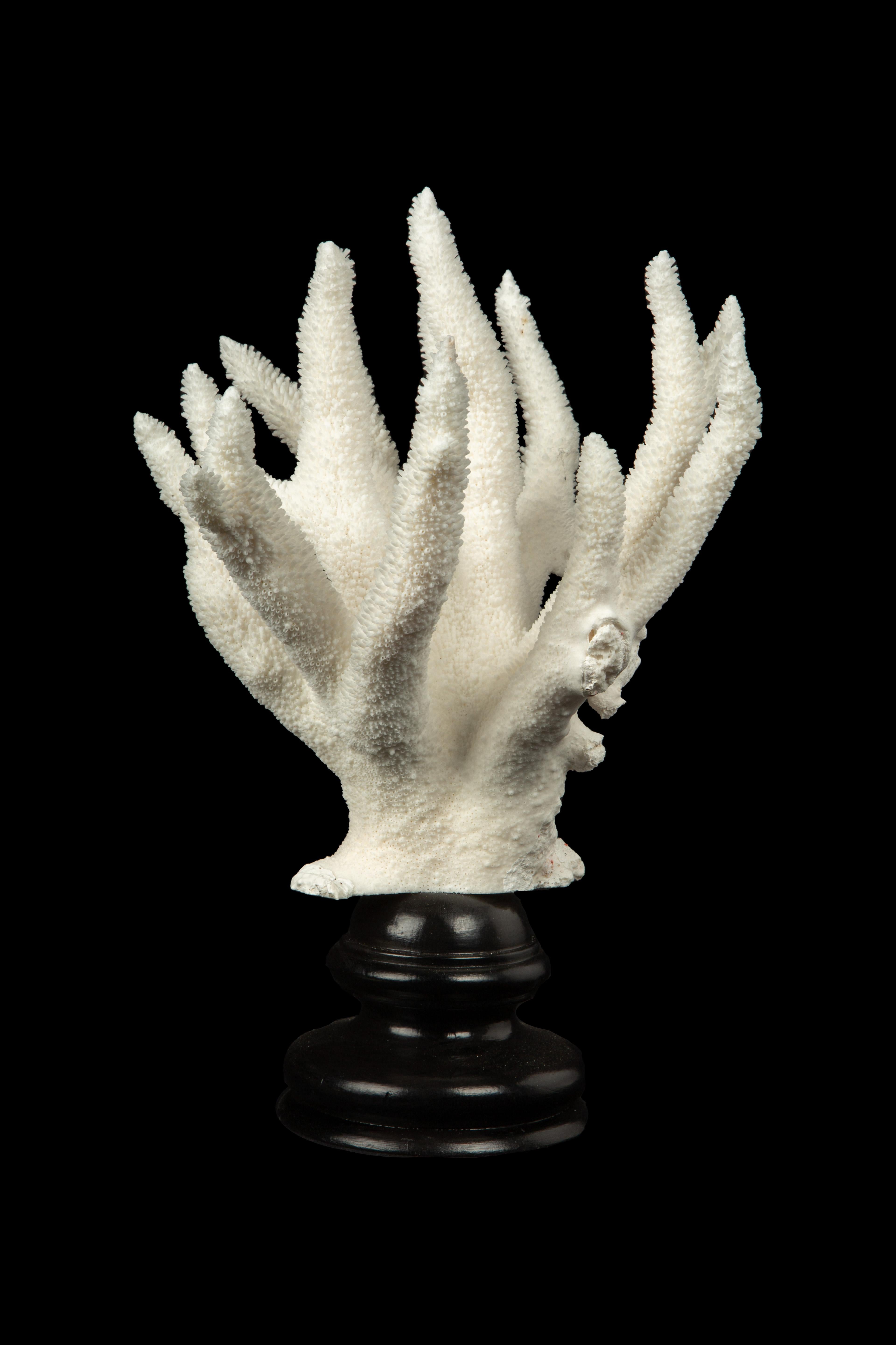 Staghorn Coral, artfully displayed on a meticulously crafted Italian hand-turned custom black lacquer mount. This captivating piece effortlessly combines natural beauty with refined craftsmanship, making it a truly exceptional addition to any