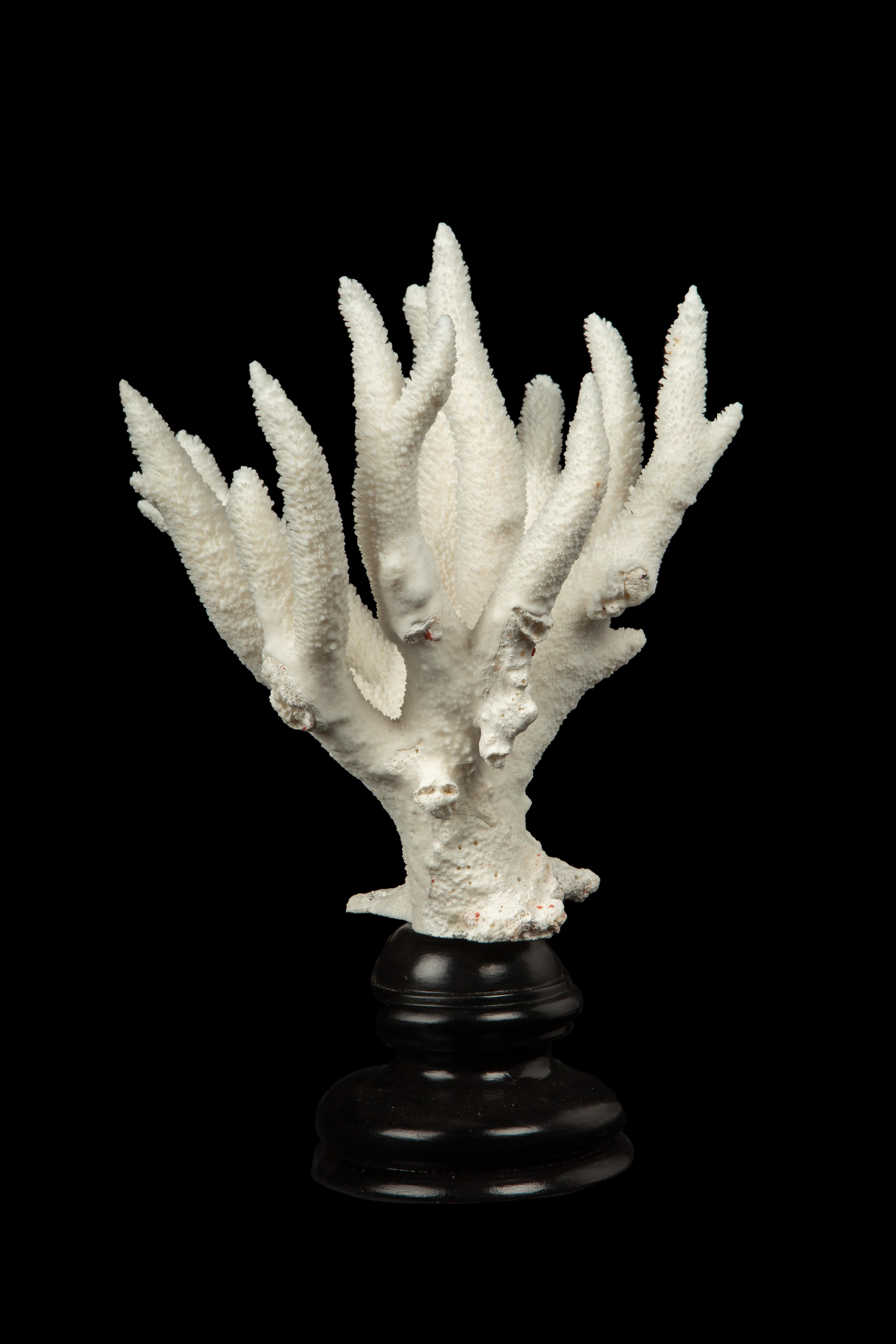 Organic Modern Mounted Staghorn Coral For Sale