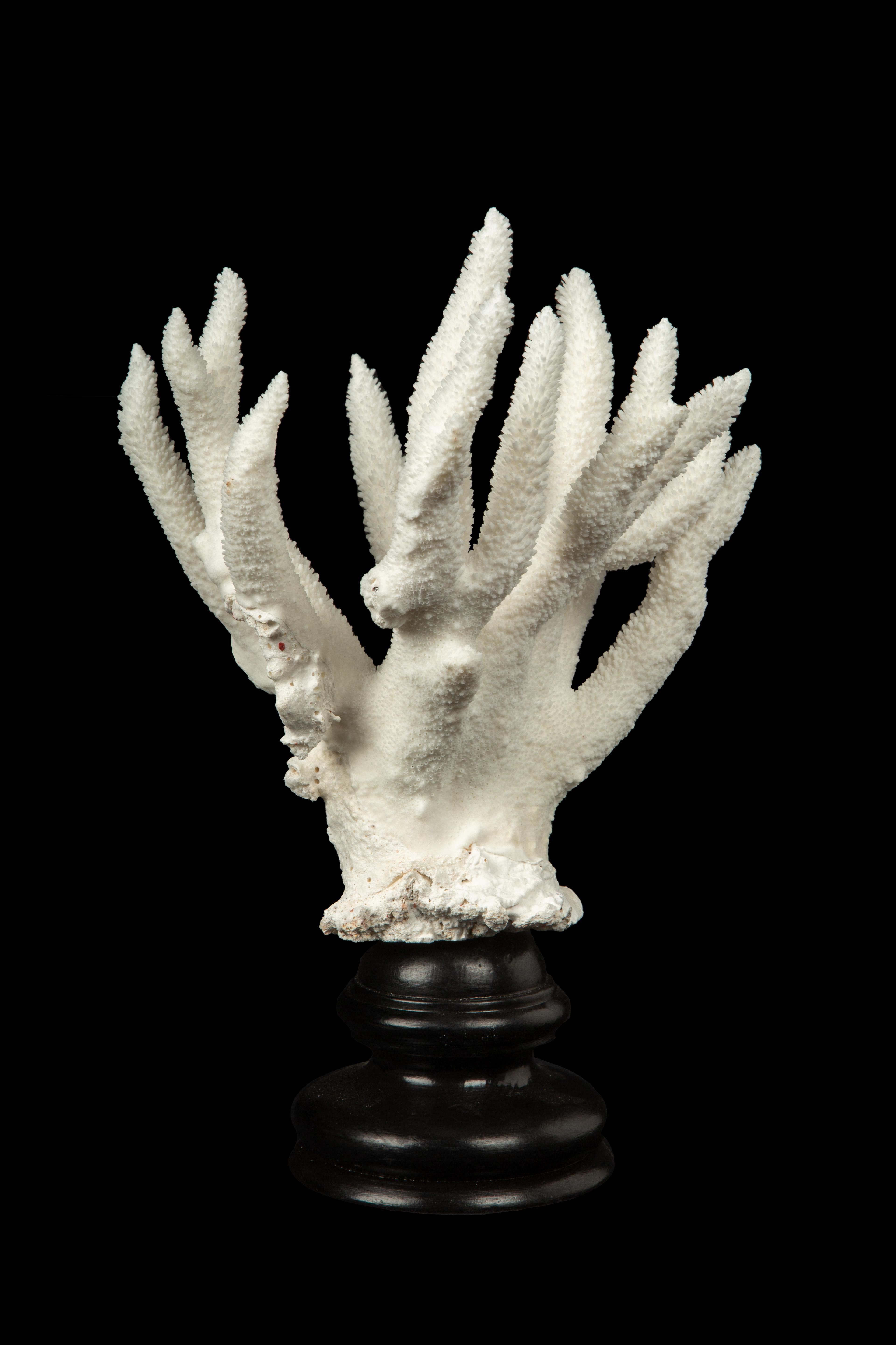 Mounted Staghorn Coral In New Condition For Sale In New York, NY