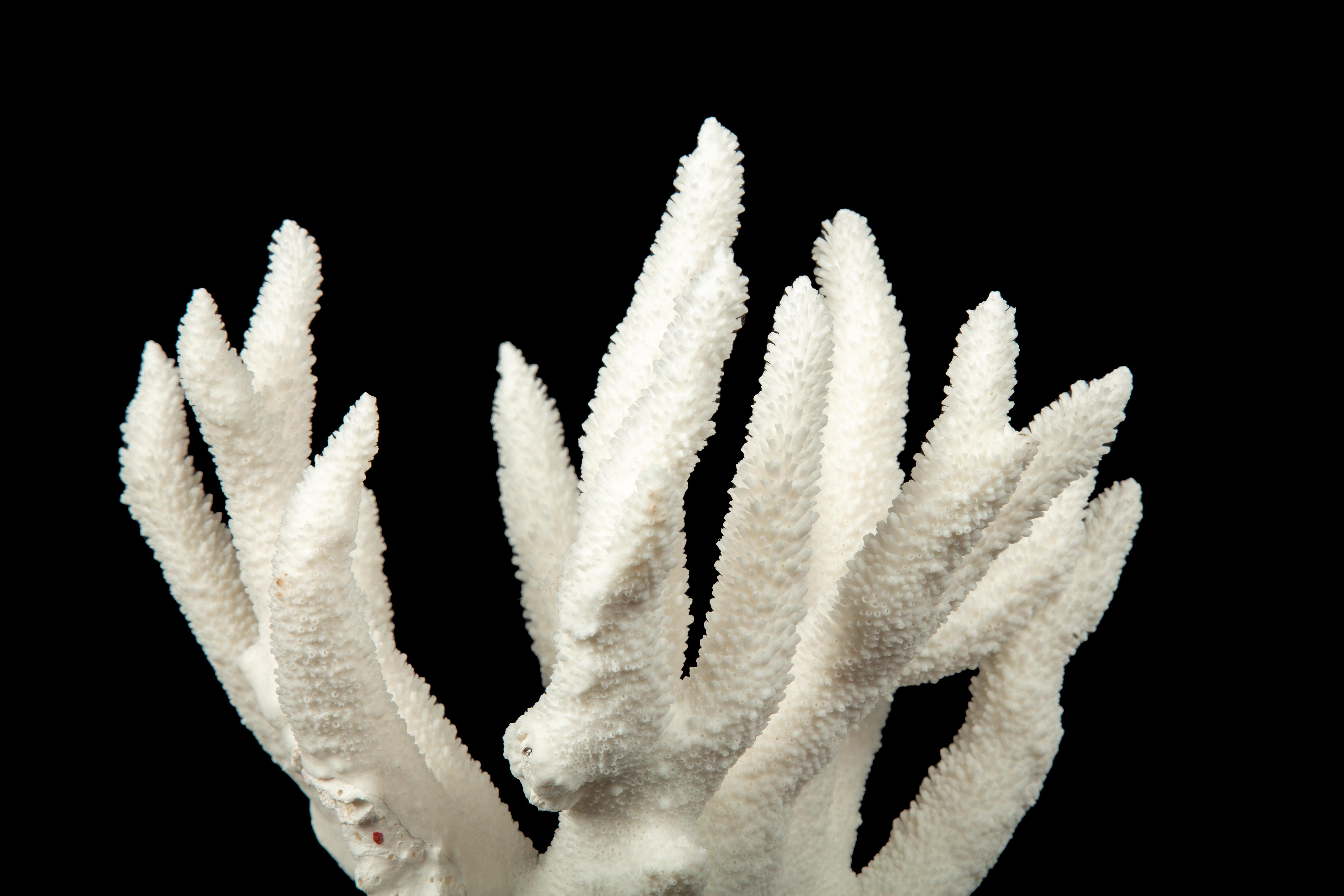 Contemporary Mounted Staghorn Coral For Sale