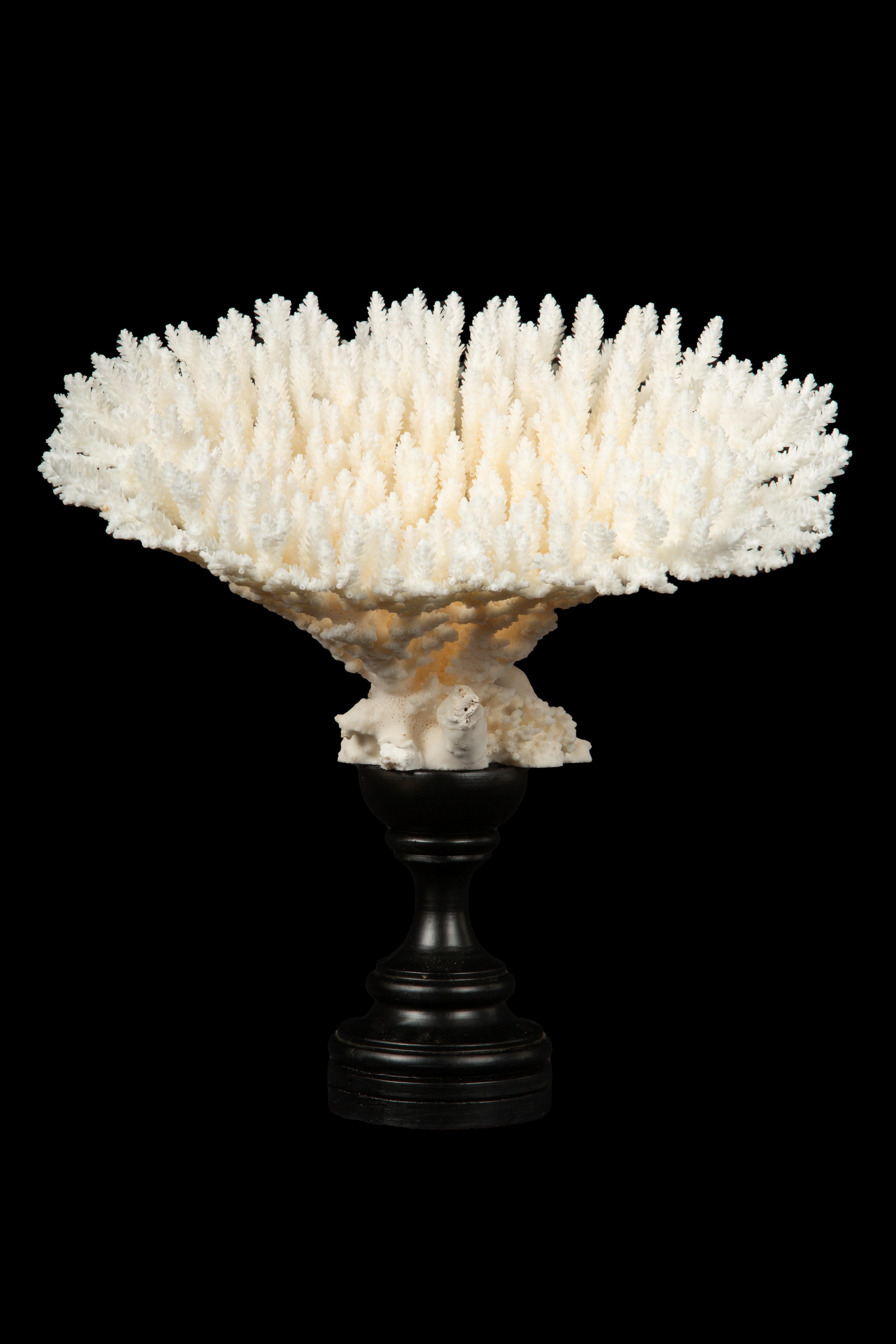 Mounted Table Coral, artfully displayed on a meticulously crafted Italian hand-turned custom black lacquer mount. This captivating piece effortlessly combines natural beauty with refined craftsmanship, making it a truly exceptional addition to any