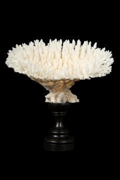 Mounted Table Coral
