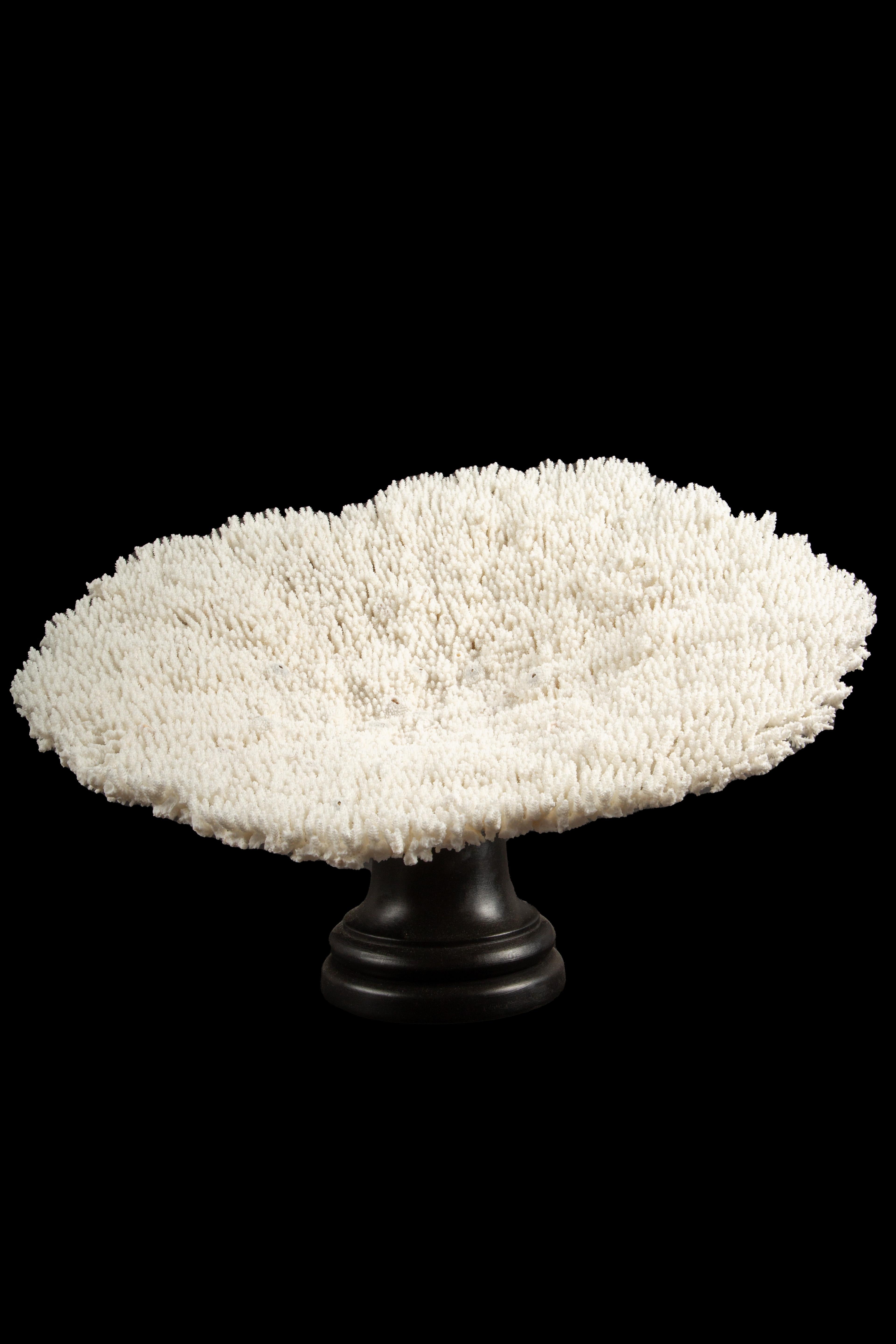 Table Coral Specimen, delicately presented on a meticulously crafted Italian hand-turned custom black lacquer mount. This stunning centerpiece effortlessly combines nature's artistry with artisanal craftsmanship. The pristine white coral,