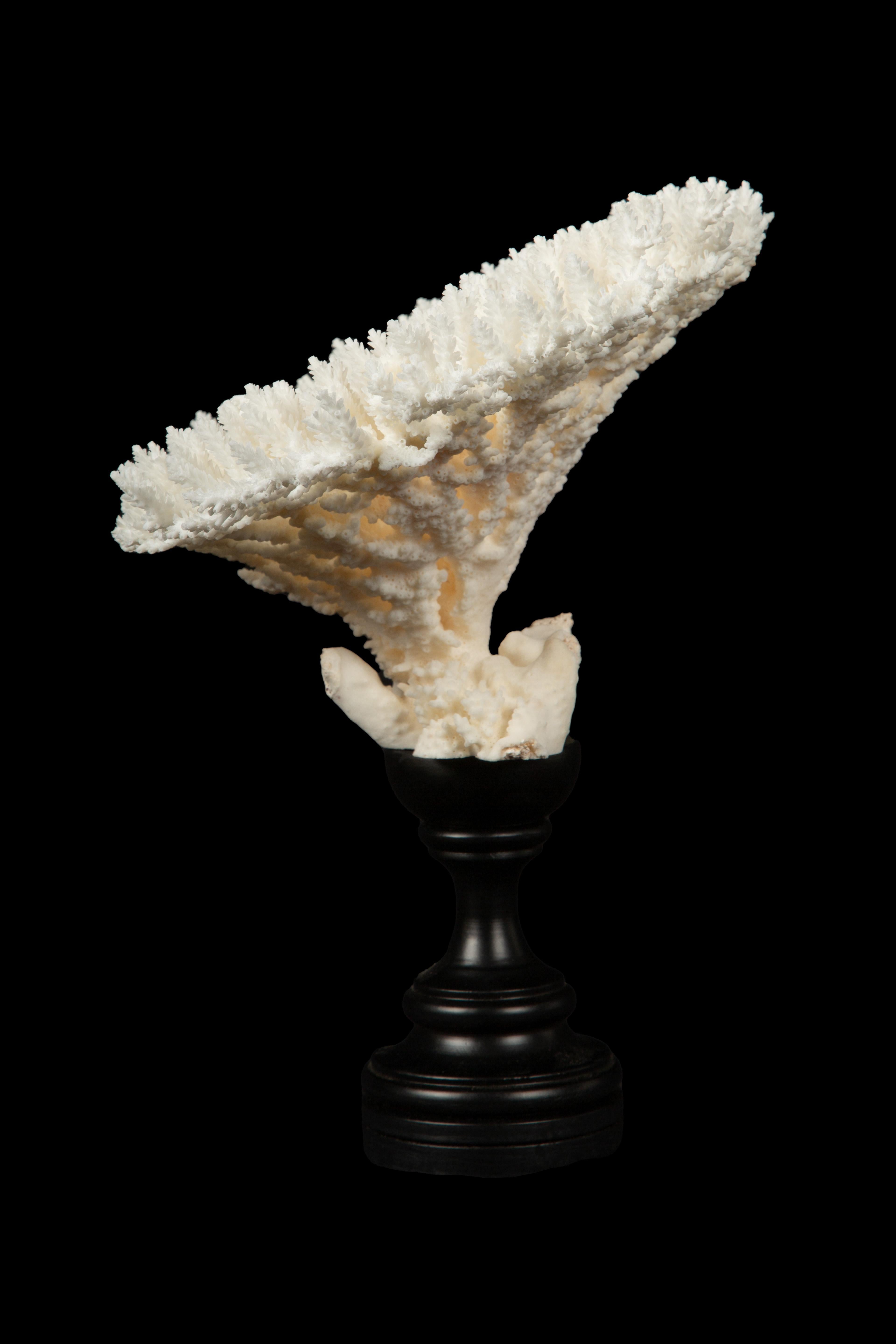 French Mounted Table Coral For Sale