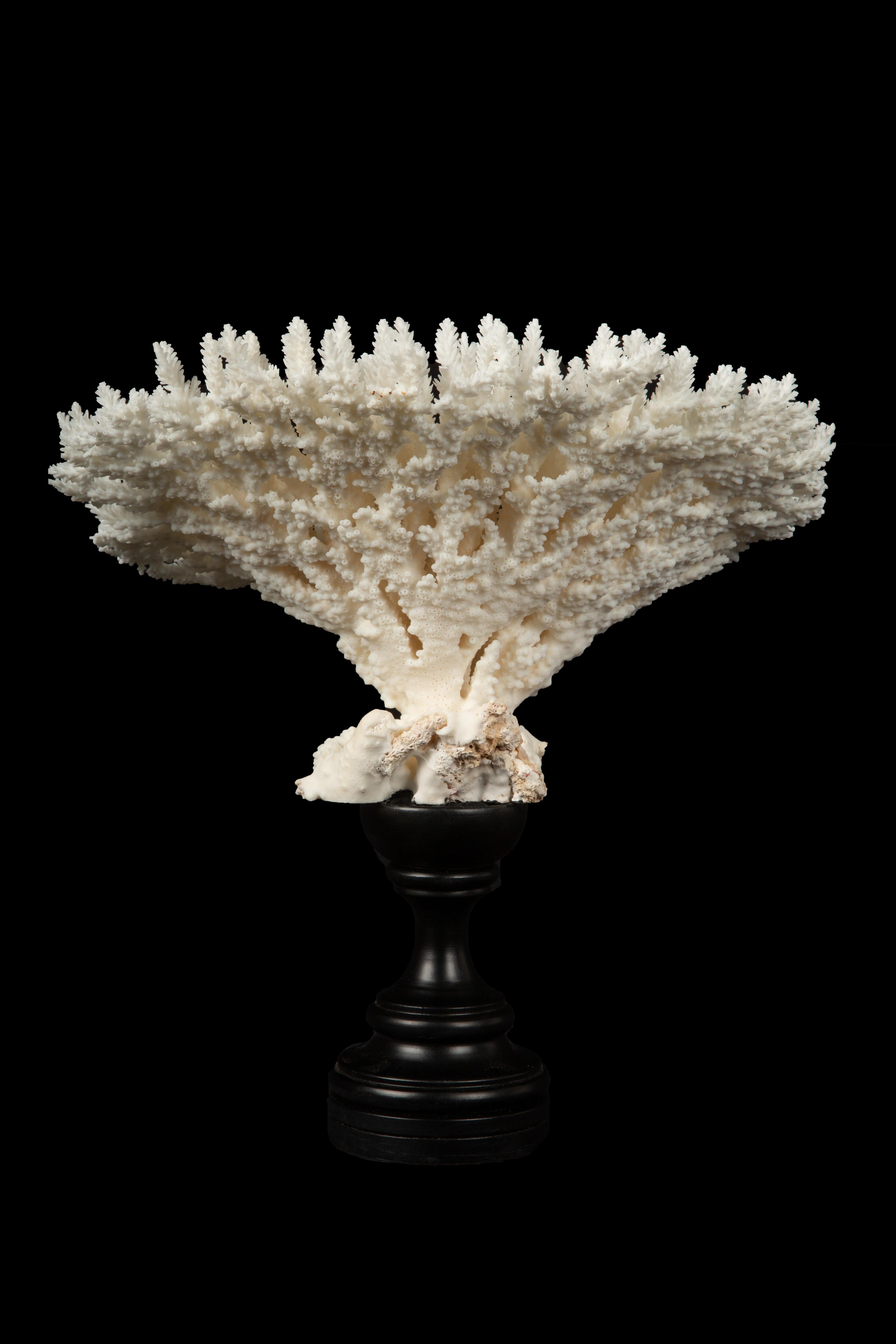 Mounted Table Coral In New Condition For Sale In New York, NY