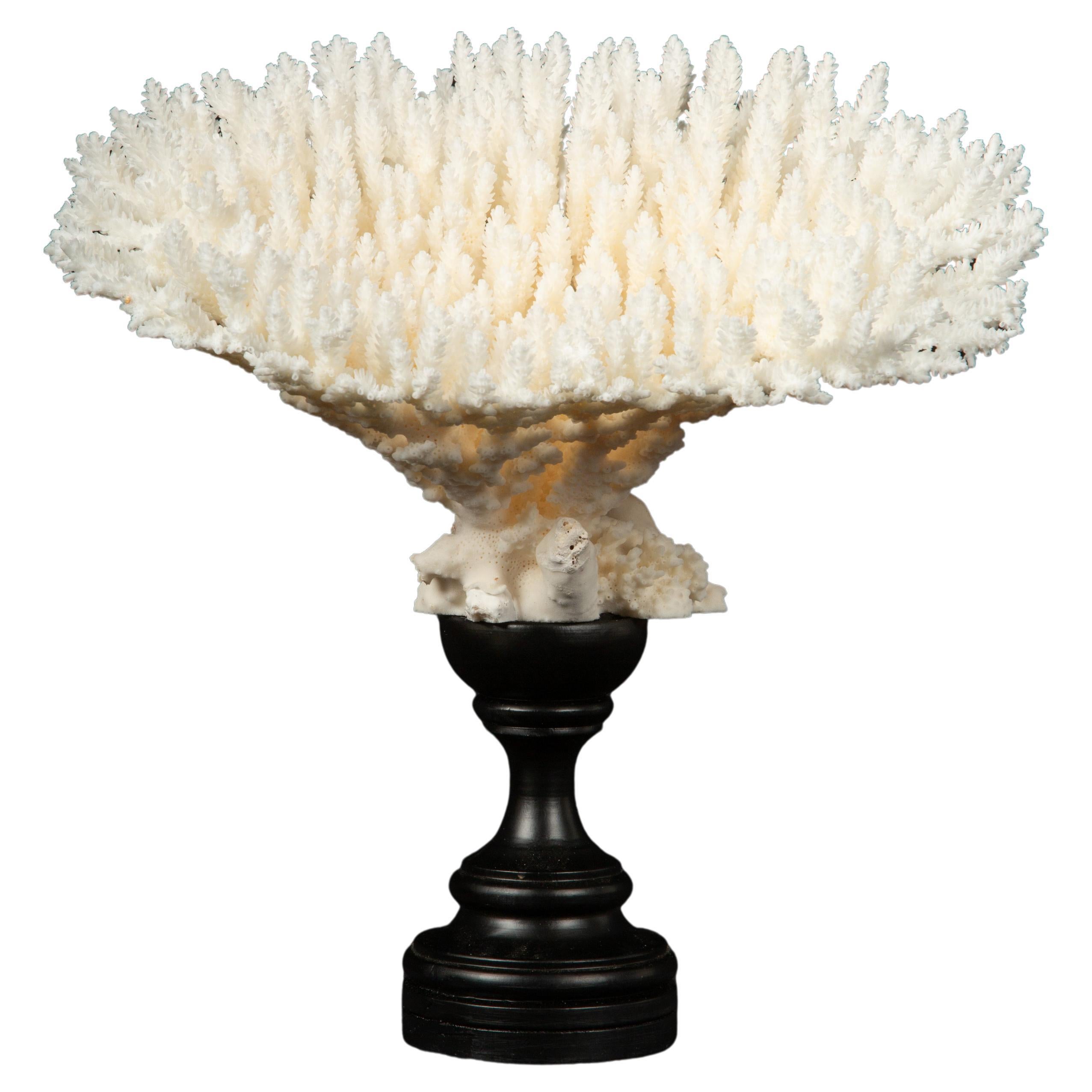 Mounted Table Coral For Sale