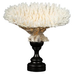 Antique Mounted Table Coral