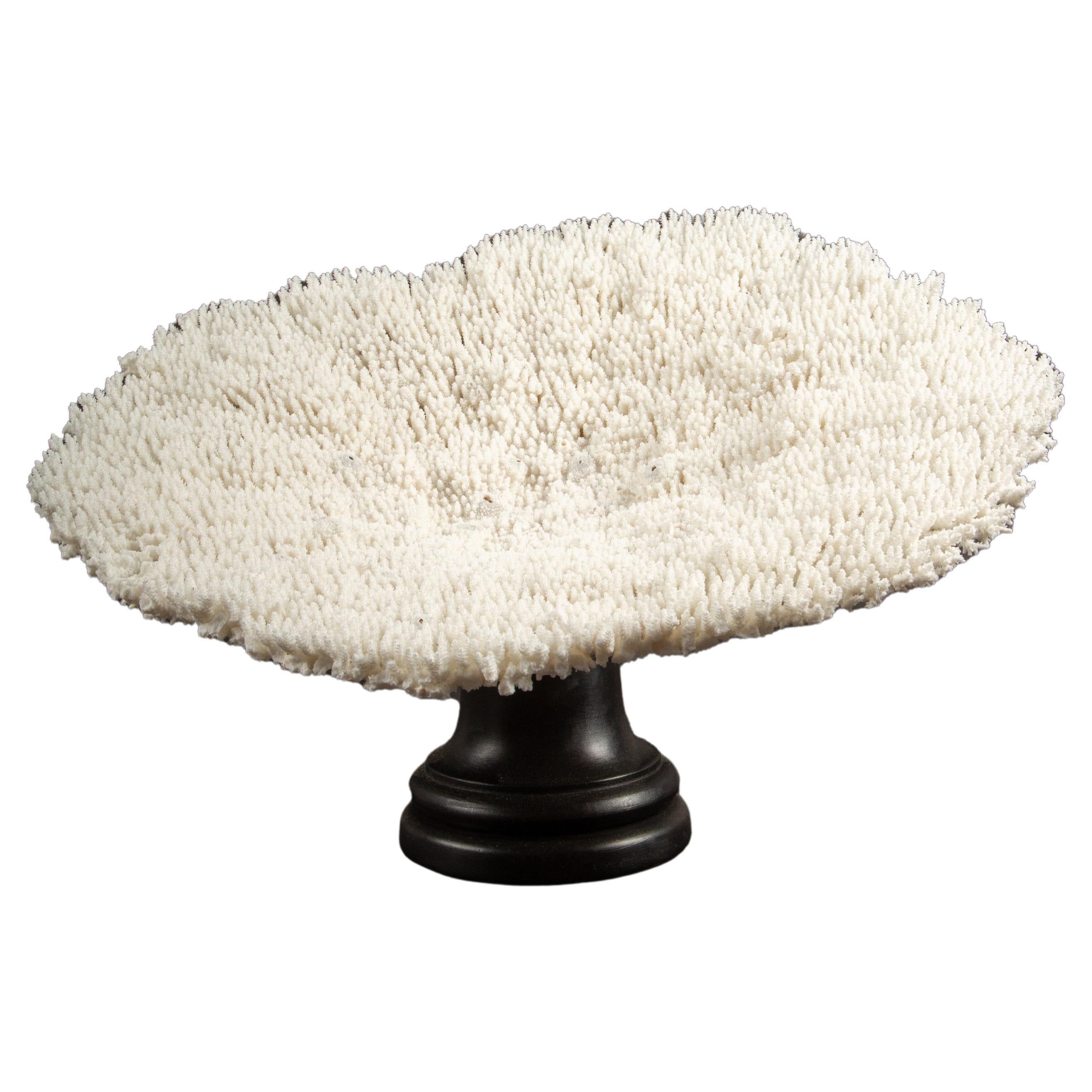 Mounted Table Coral For Sale