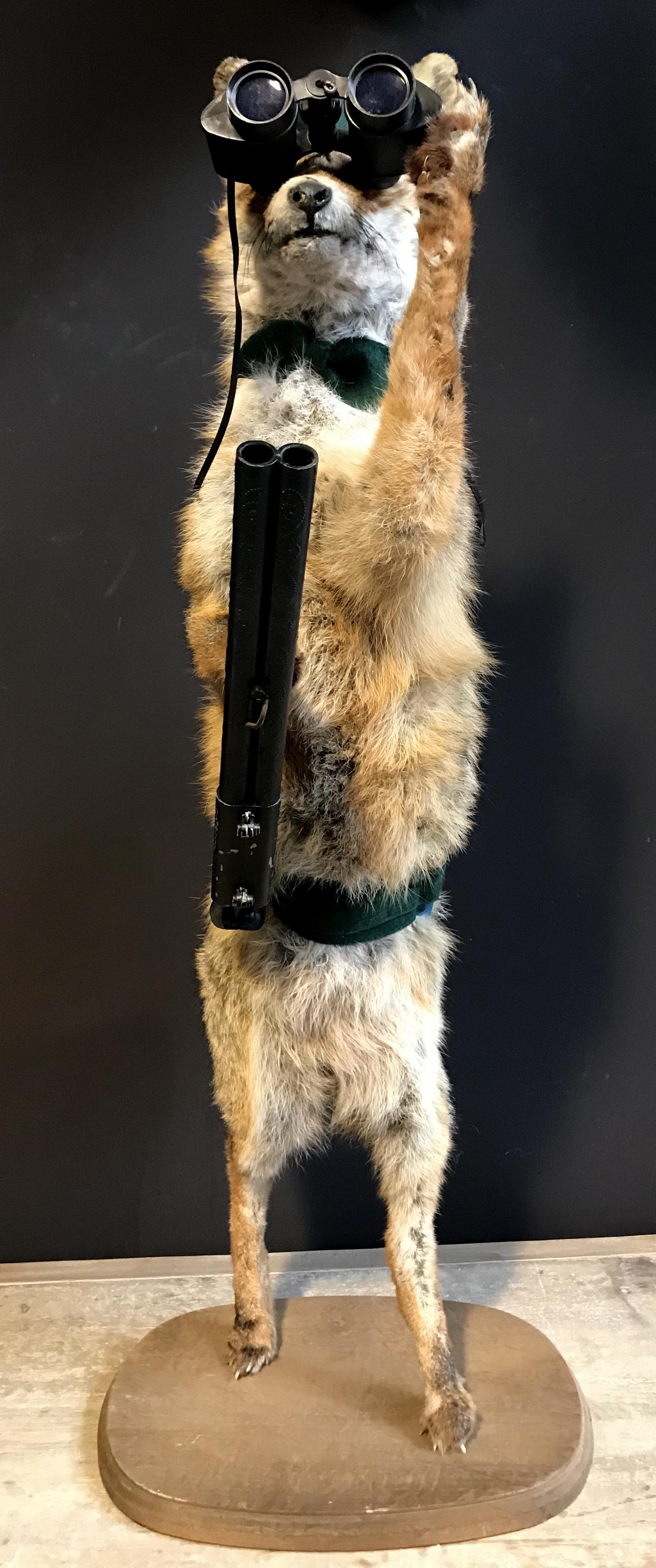 Mounted taxidermy hunting fox with rifle. The fox is beautifully finished with backpack, hunter's hat and ammunition belt. A real eyecatcher.