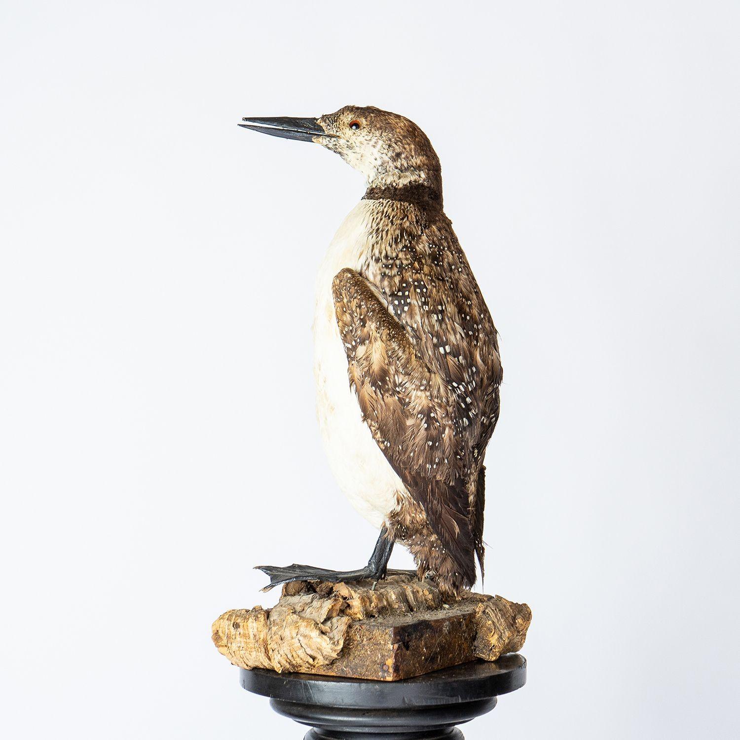 Antique Stuffed Aquatic Bird

After a few trips around the naturalistic community, we have settled on a loon. Mounted somewhat like a penguin a tad more upright and plump than in the wild this non-breeding adult loon (diver) has a wonderful