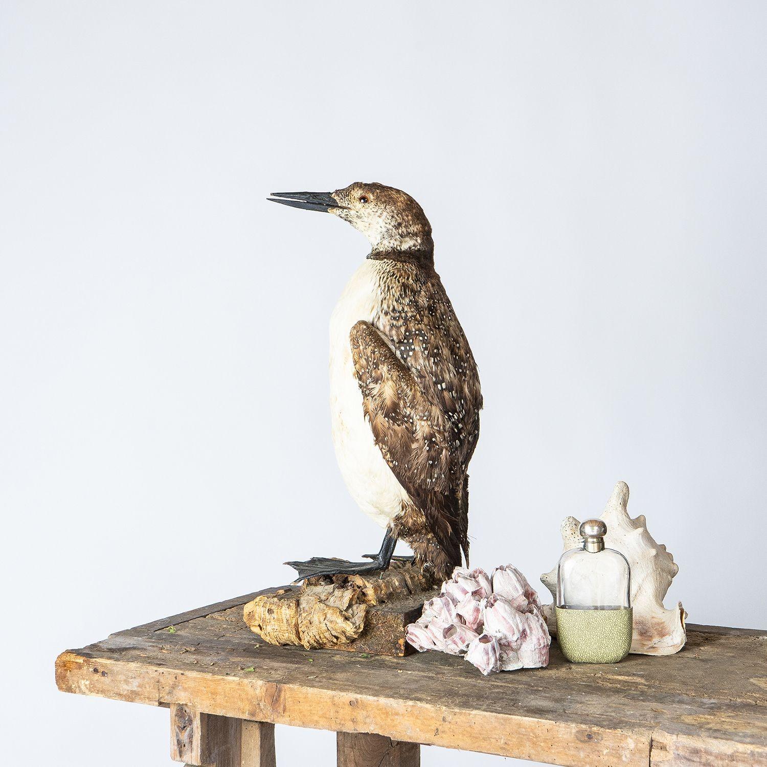 Antique Mounted Taxidermy Loon on Naturalistic Base, Early 20th Century Bird For Sale 4