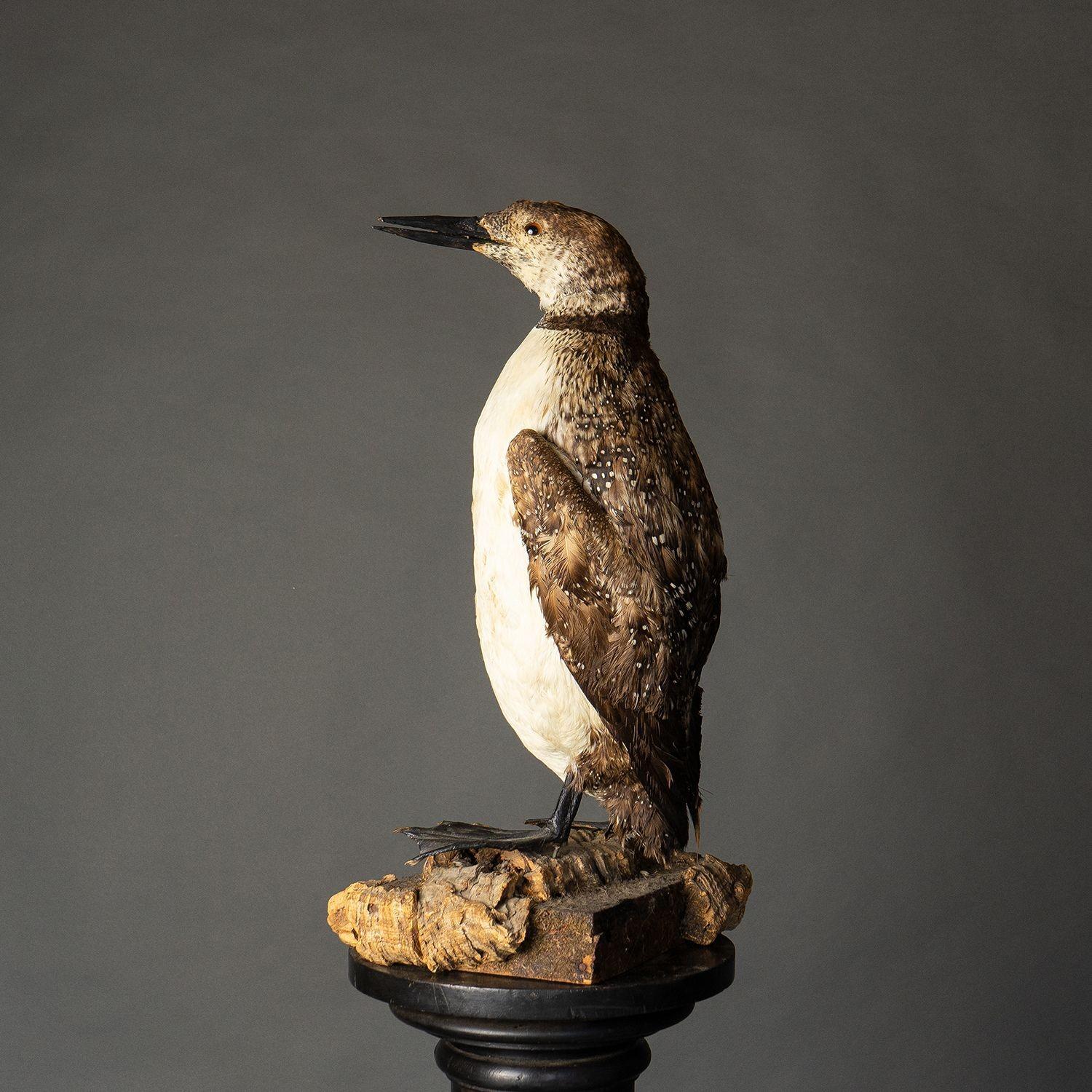 Bois Loon de taxidermie antique sur base naturaliste, oiseau du début du 20e siècle en vente