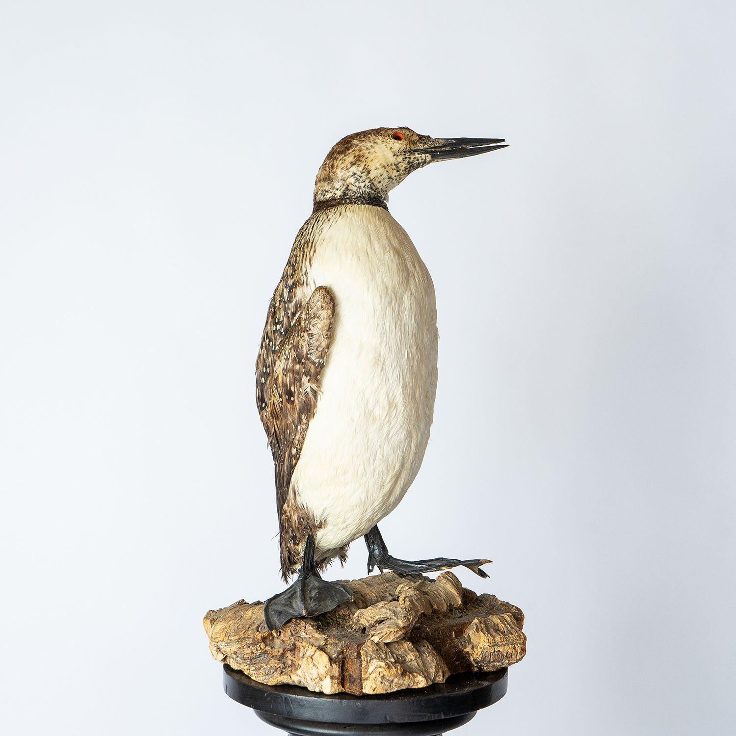 Antiker montierter Taxidermie-Loon auf naturalistischem Sockel, Vogel aus dem frühen 20. Jahrhundert (Holz) im Angebot