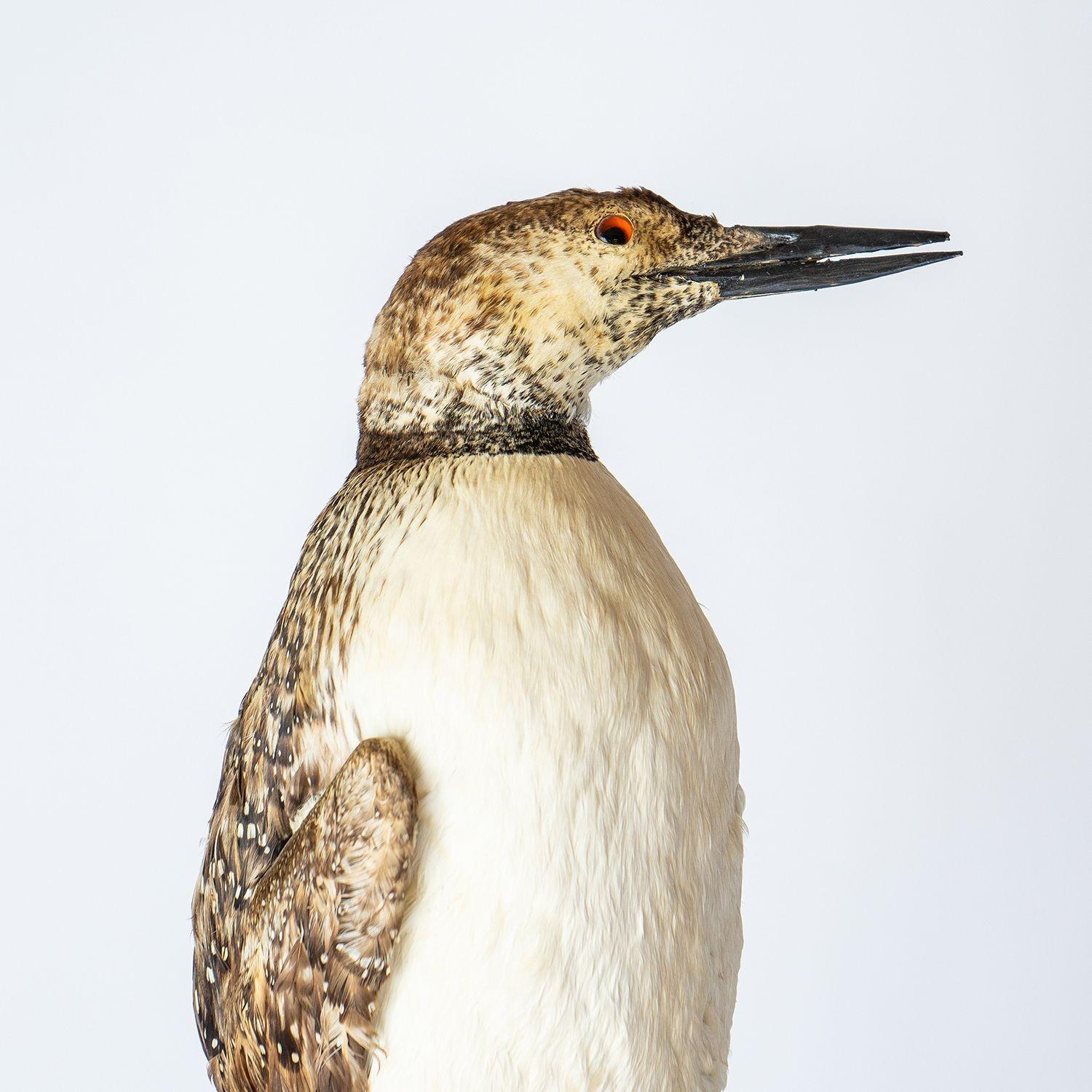 British Antique Mounted Taxidermy Loon on Naturalistic Base, Early 20th Century Bird For Sale