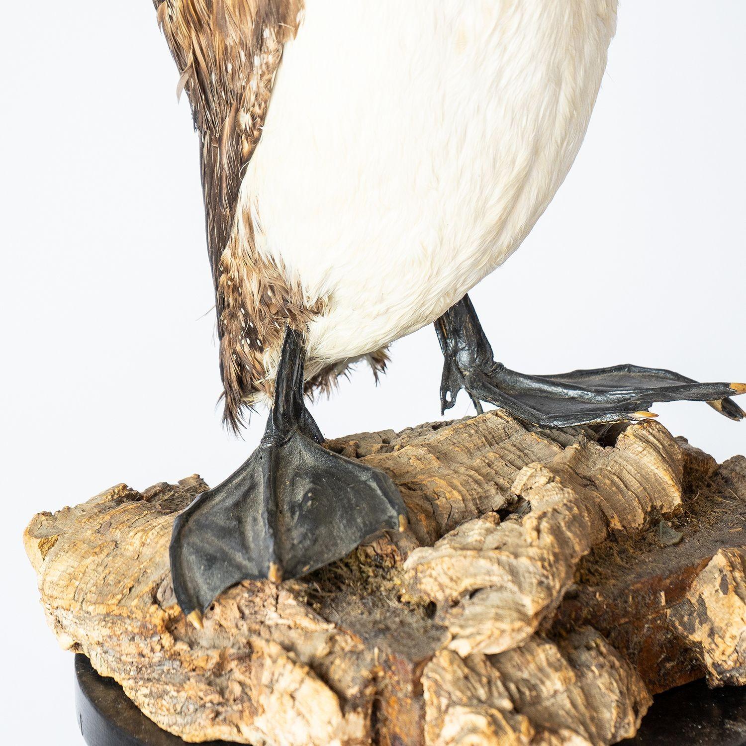Wood Antique Mounted Taxidermy Loon on Naturalistic Base, Early 20th Century Bird For Sale